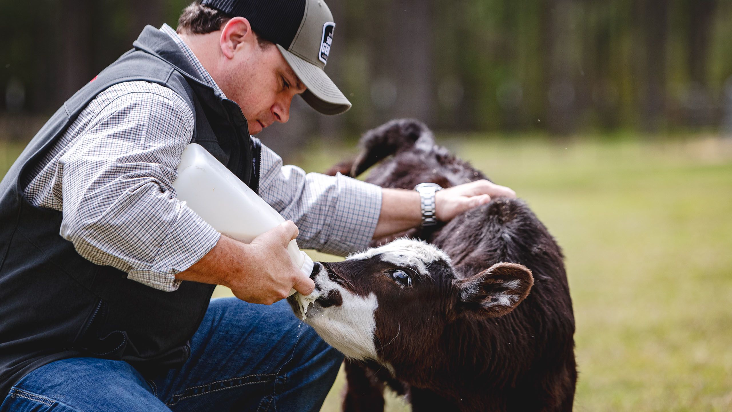 Harper feeds a calf from a bottle.