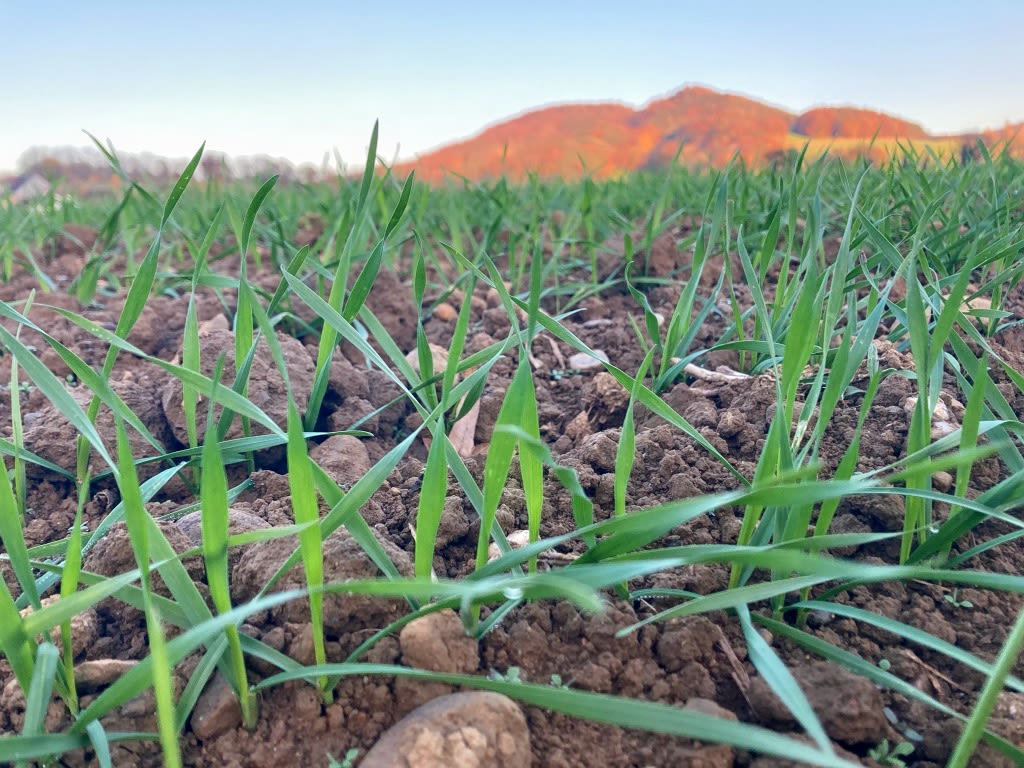 A close up, ground-level image of grasses coming up through the brown soil with orange-tinted mountains in the background.