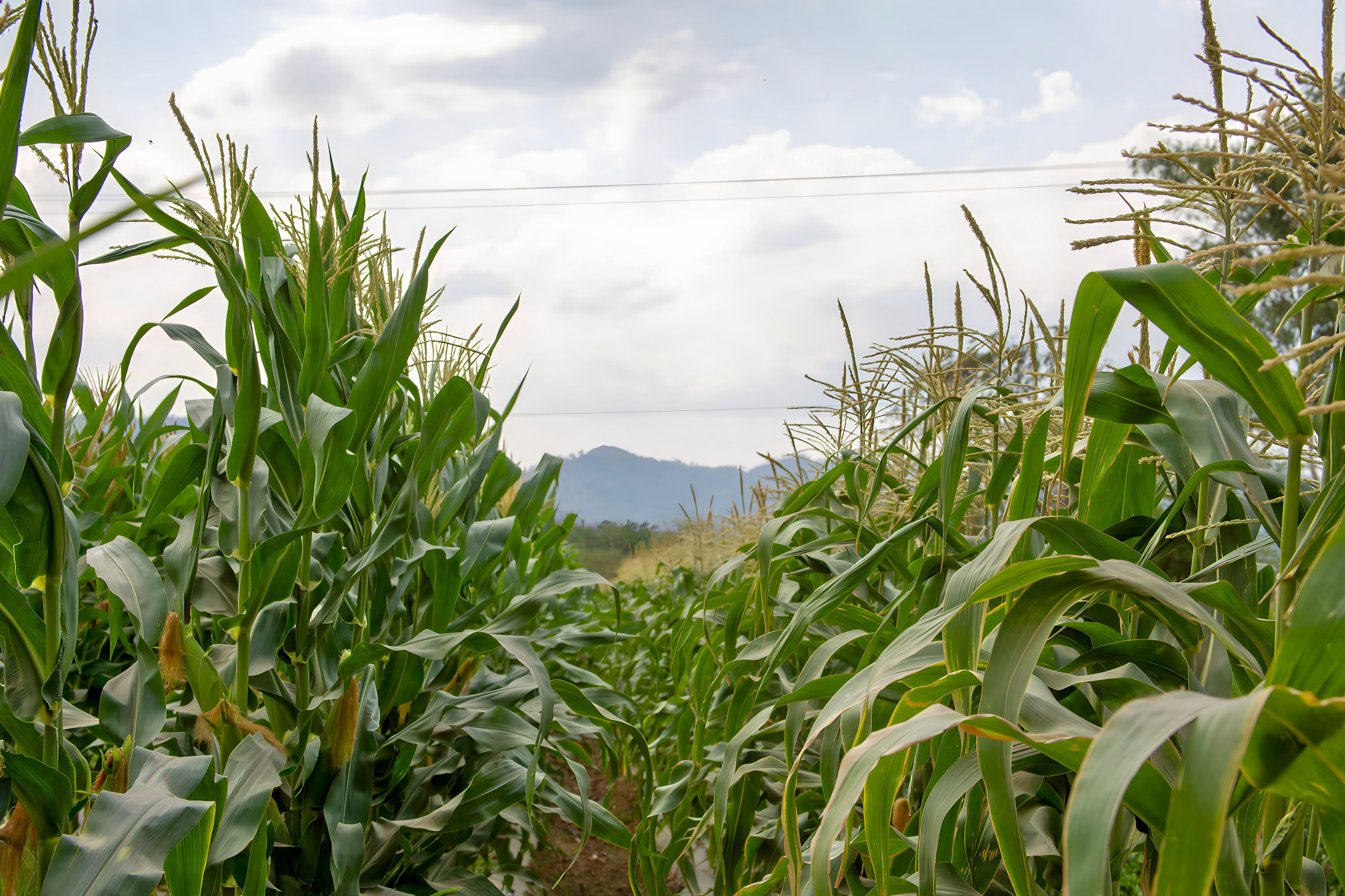 Rows of tall corn with tassels on the top and gently rolling mountains in the background.