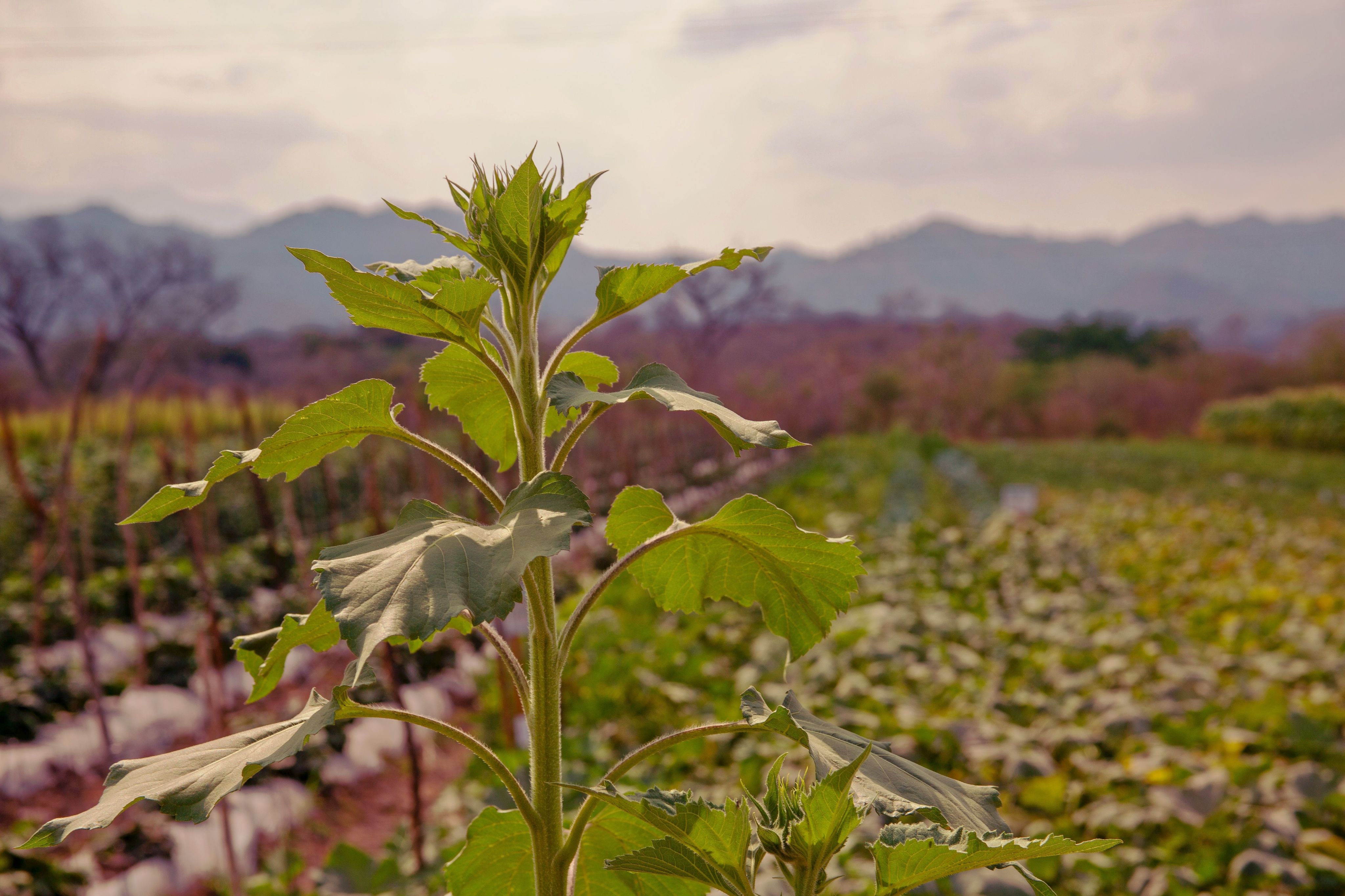 A young sunflower grows among field crops with mountains in the background.