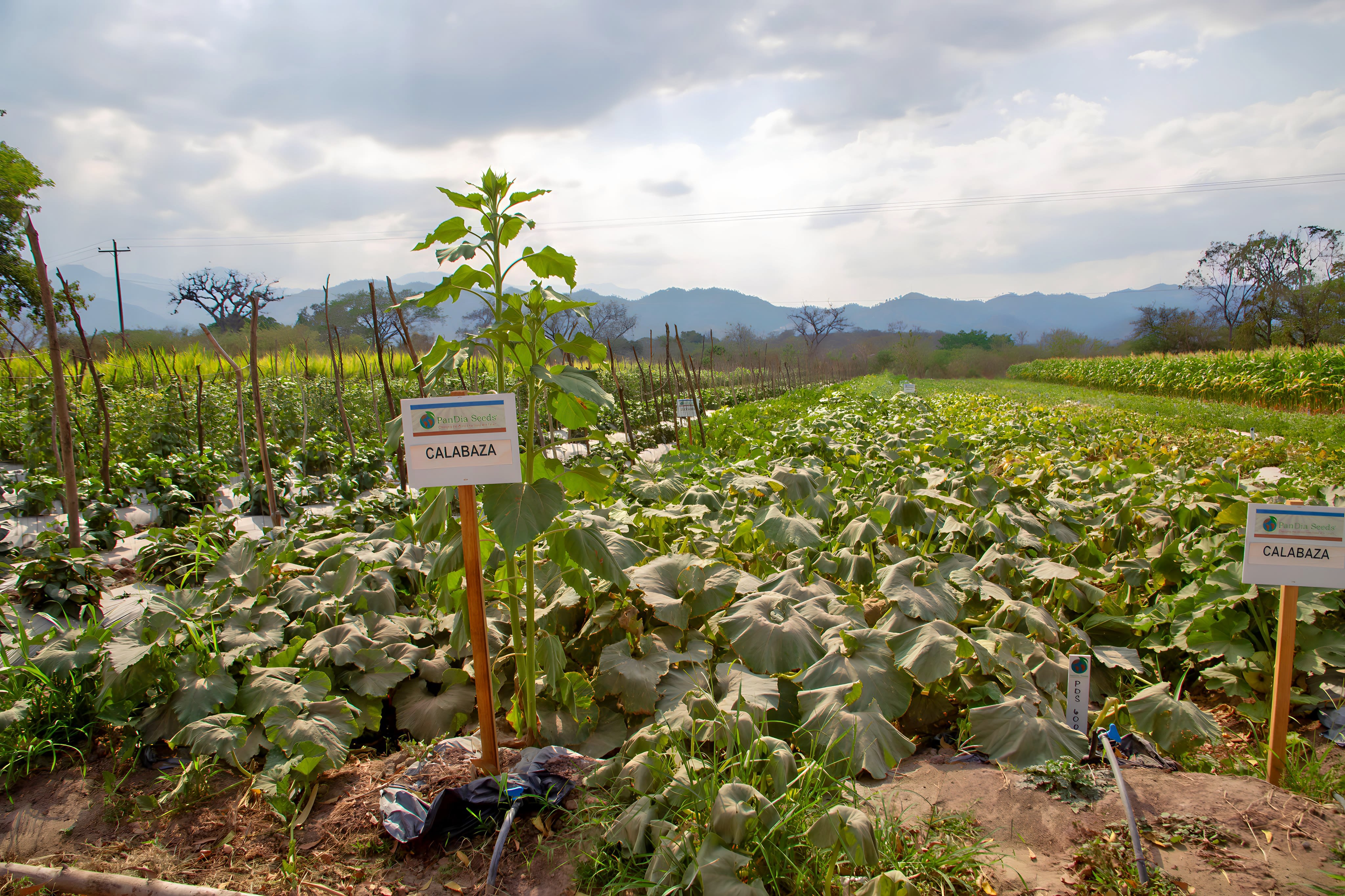Research plots of squash can be seen in front of gently rolling mountains in the background.