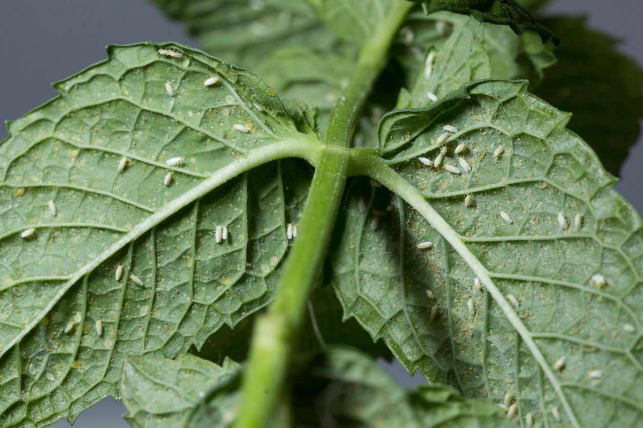 Dozens of tiny, whiteflies in various stages of development and their excrement on the backside of a mint leaf. 