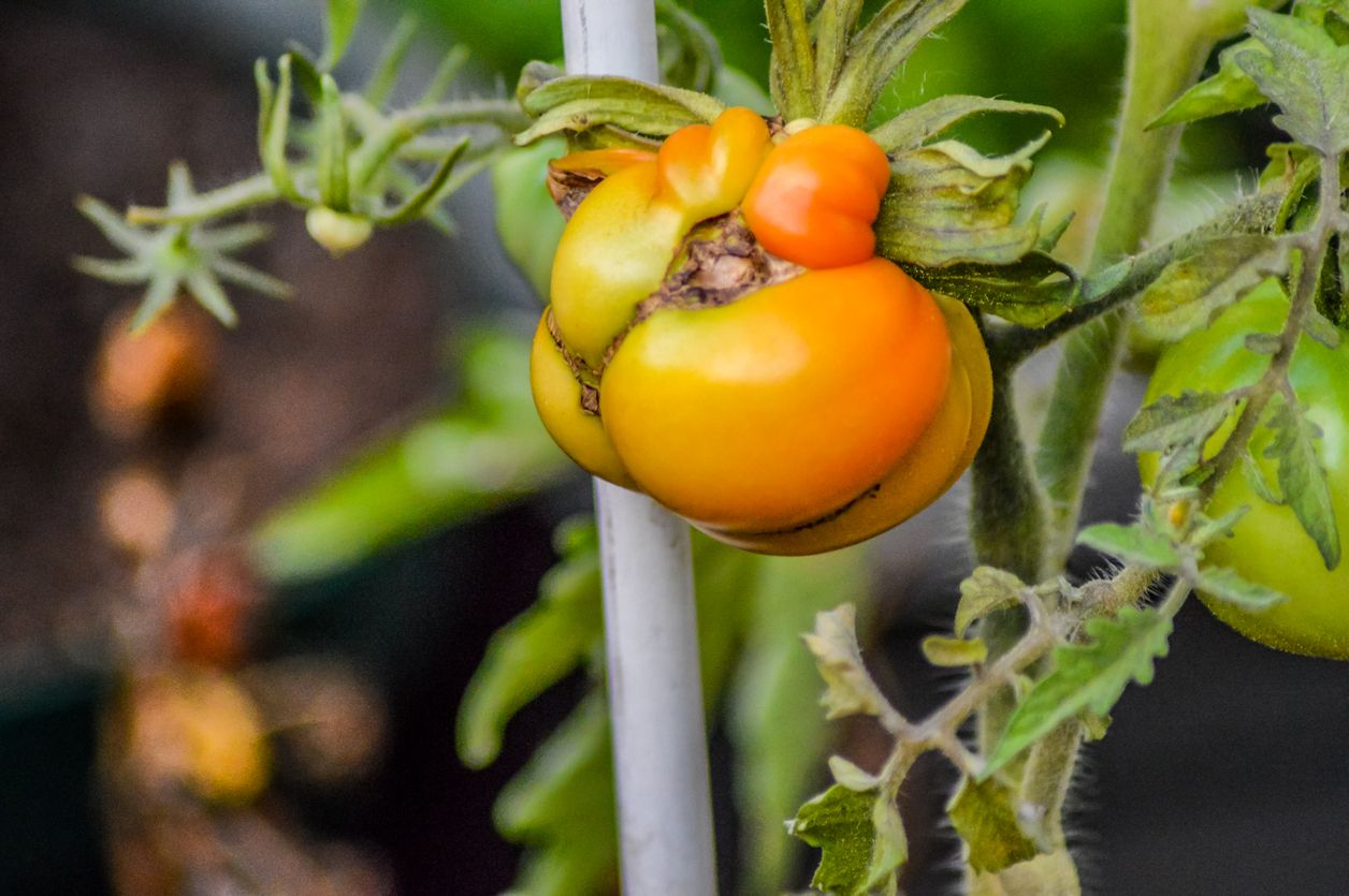 A severely misshapen tomato on the vine, with deep, brown crevices. 