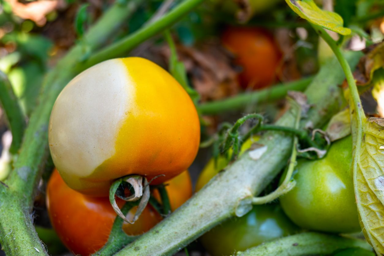 Yellow cherry tomatoes on the vine, one of which has a large, white patch indicative of sunscald.