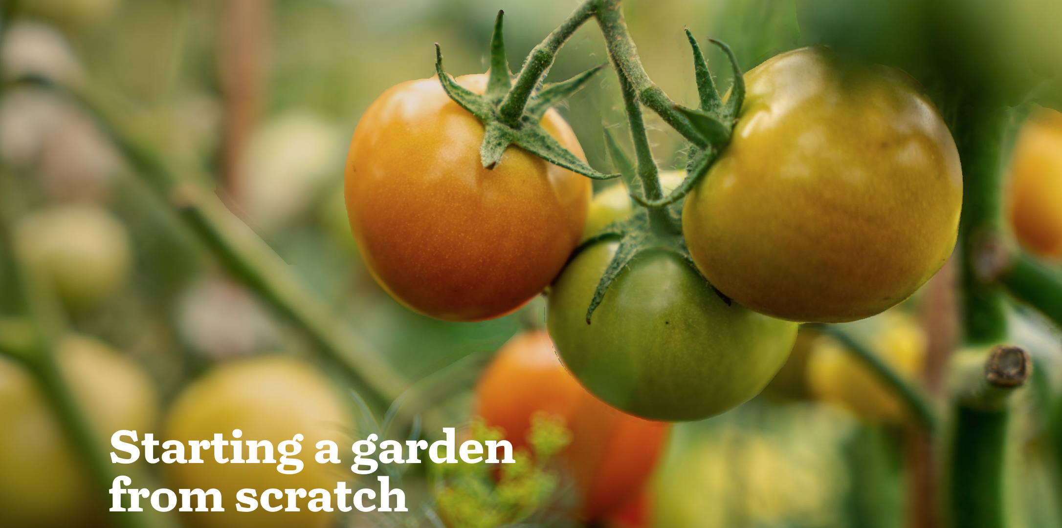 Screen shot of the title page of "Starting a garden from scratch," which has an image of cherry tomatoes still on the vine in the background.