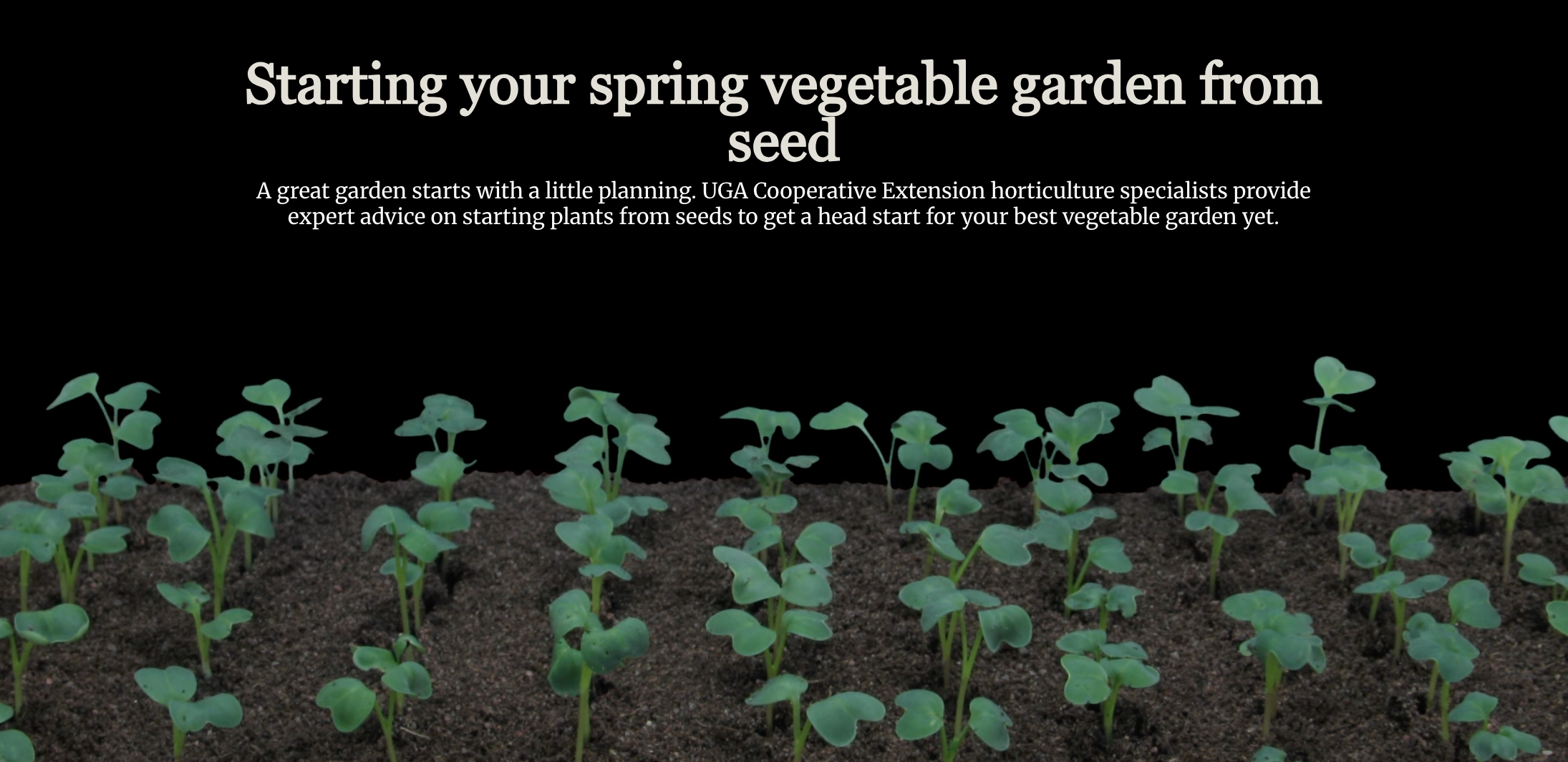 Screen shot of the title page of "Starting your spring vegetable garden from seed," which has rows of tiny radish seedlings growing in brown soil against a black background.
