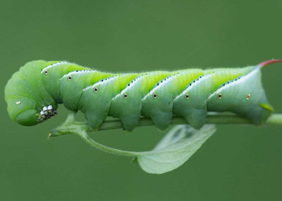 A green caterpillar with white stripes and black dots and a red, pointed spike on the rear end of its body. 