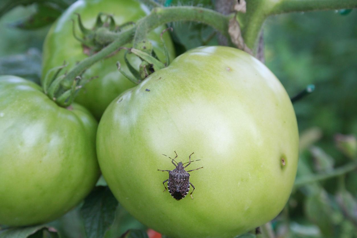 A cluster of three green tomatoes still on the vine, with a brown stink bug on one of them and feeding damage visible on other parts of the fruit.