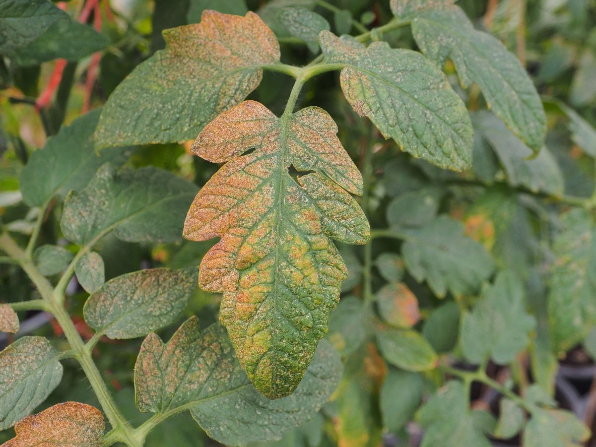 Dozens of tomato leaves with speckled patches of yellowish orange discoloring, indicative of thrips damage.