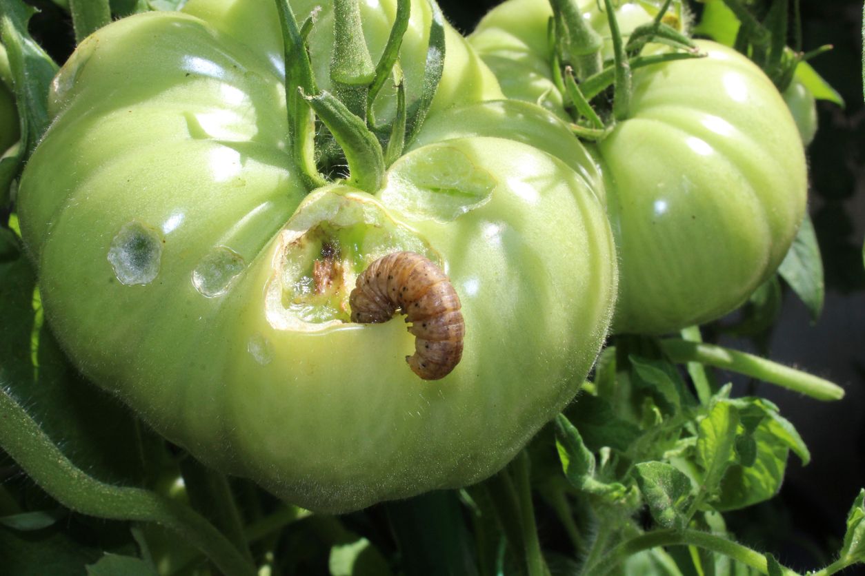 Two green heirloom tomatoes, one of which has a light-brown tomato fruitworm feeding on the fruit, with holes elsewhere on the tomato. 