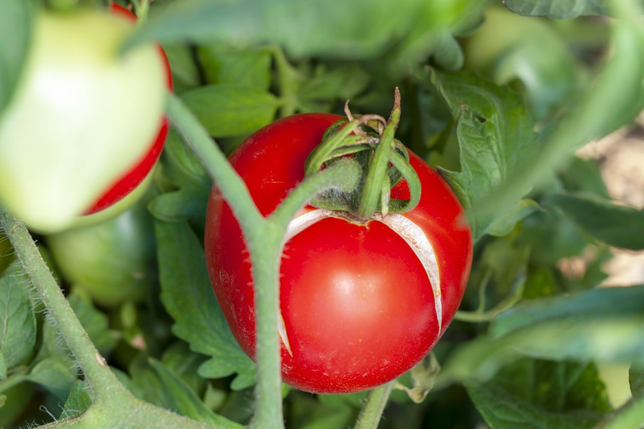 Red tomato still on the vine with two large cracks in the skin of the fruit that appear white.