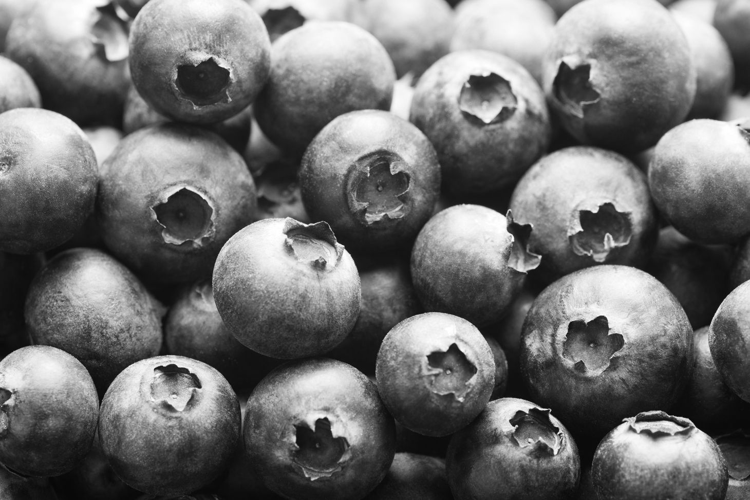 Close-up of blueberries in black and white