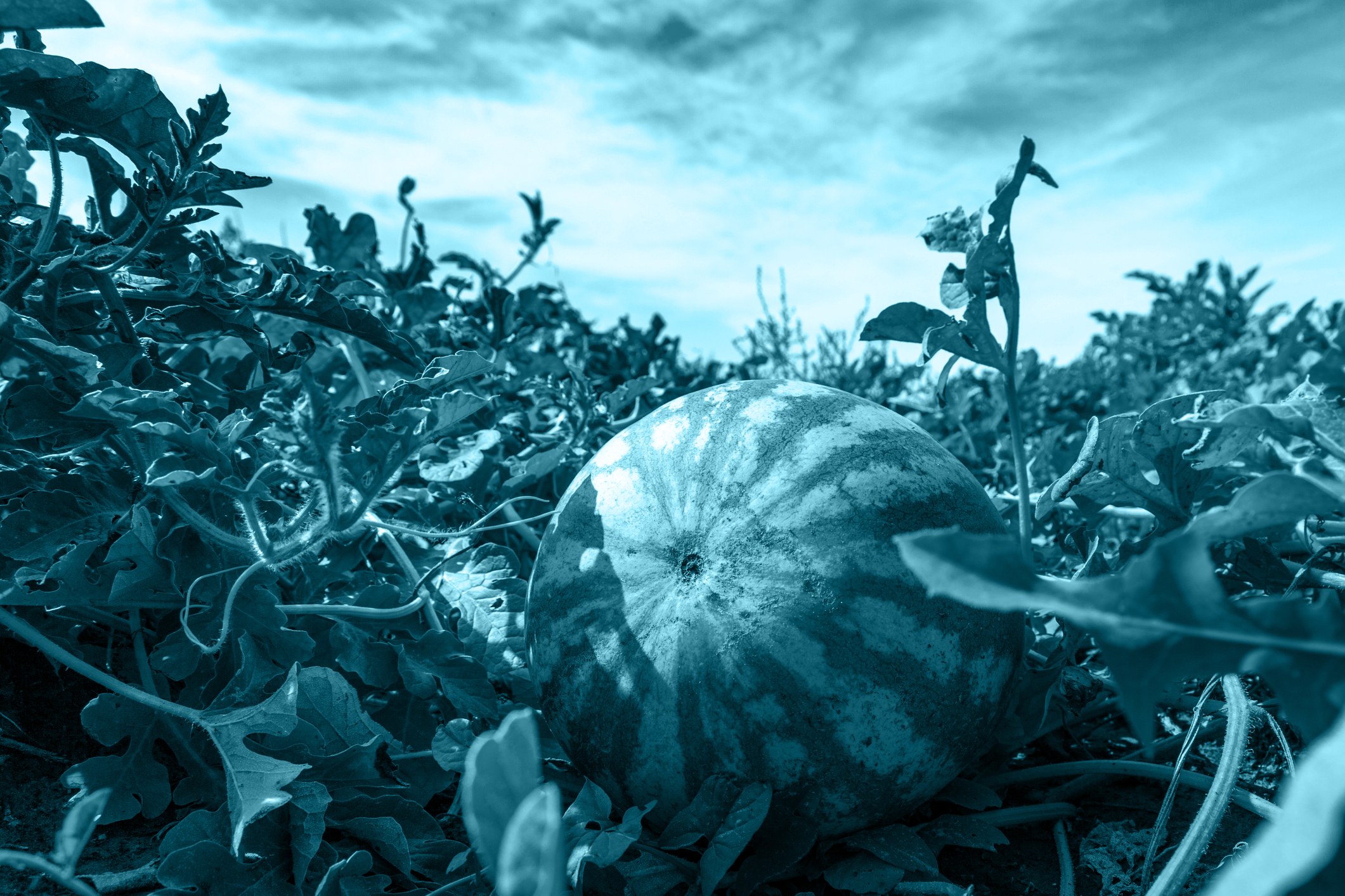 A watermelon grows in the field