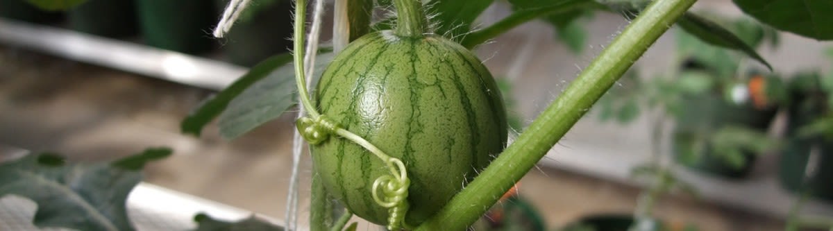 Watermelons halved and exposed to the sun in the field.