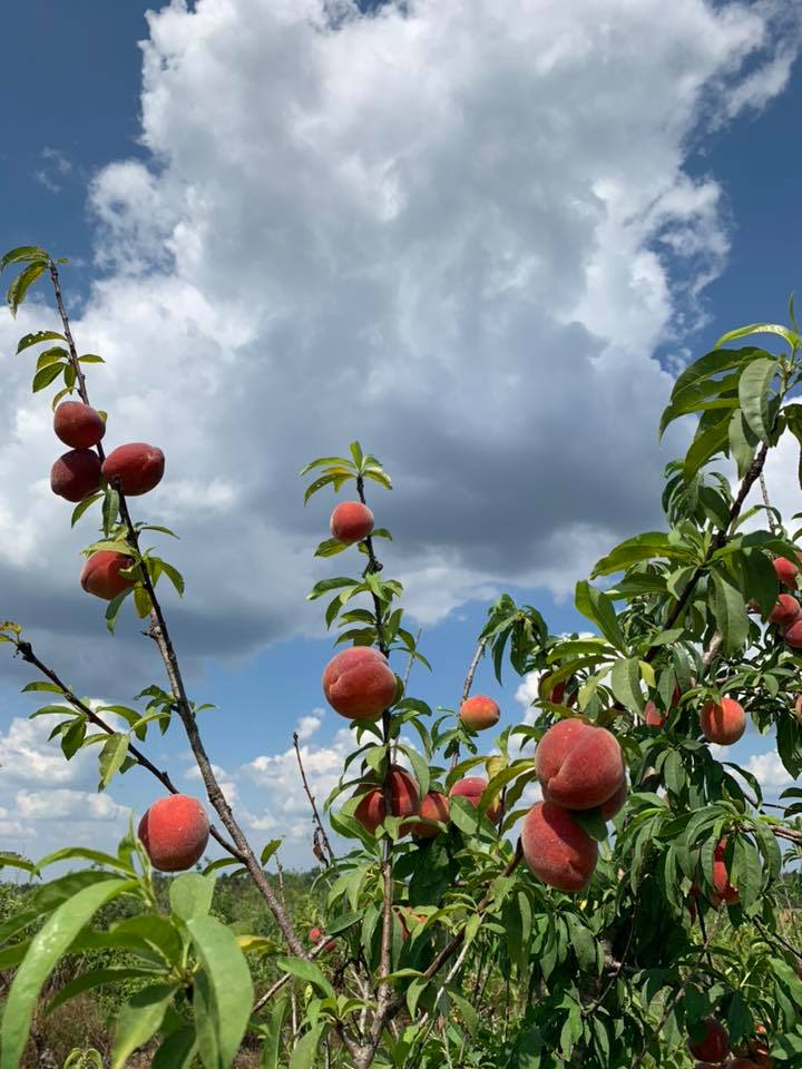 Peaches growing on a tree