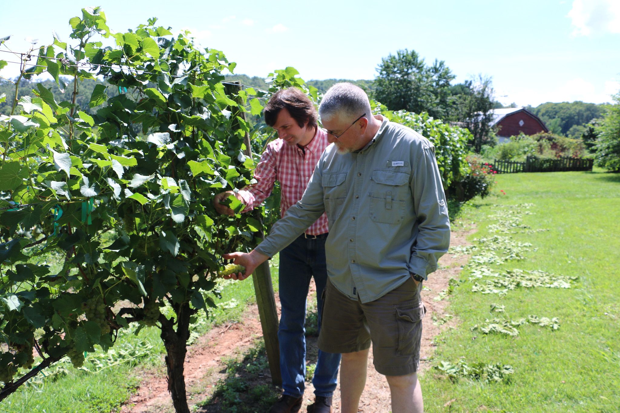 Phillip Brannen examines grapes at a vineyard in north Georgia with a colleague