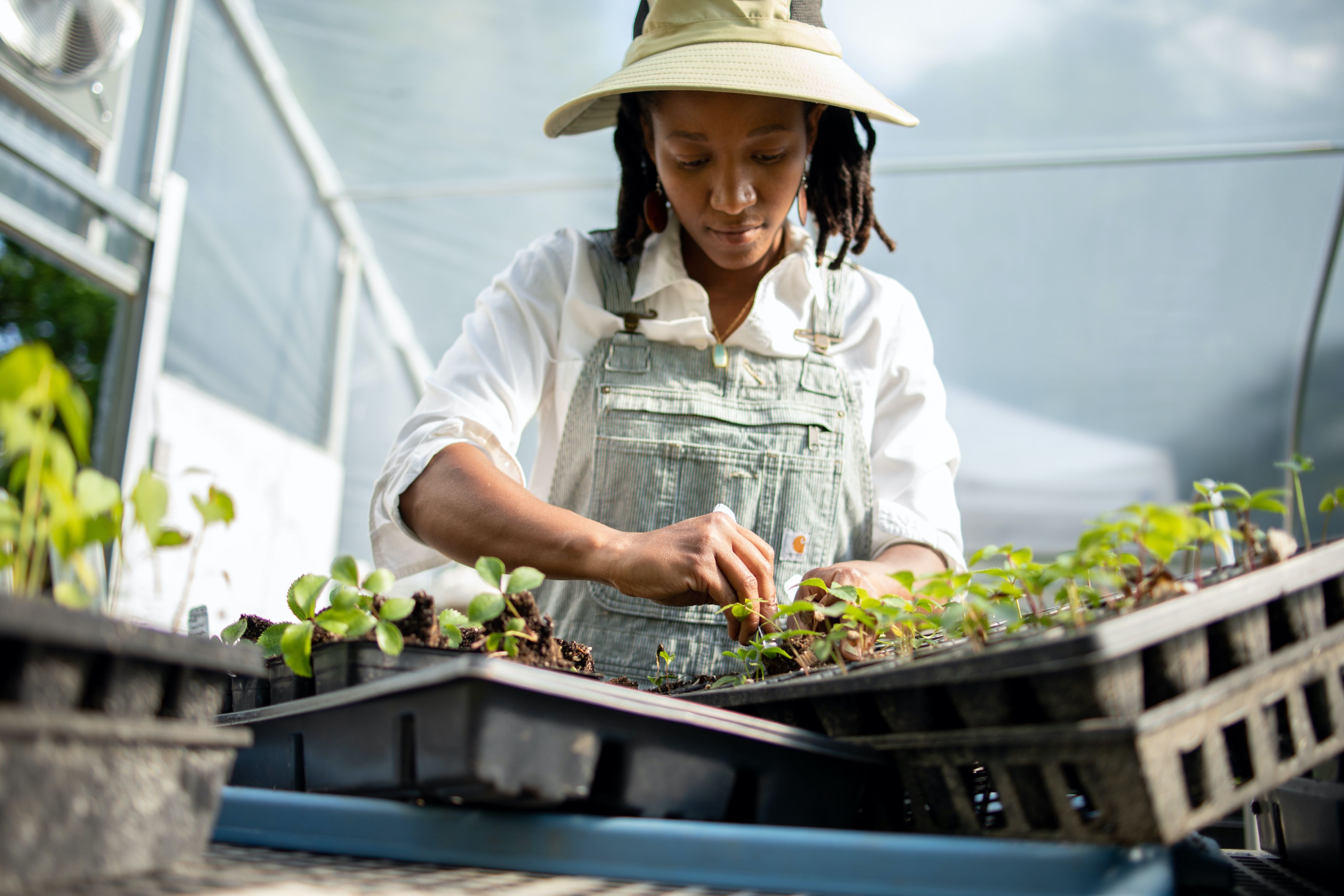 Lacrete works on trays of plants in the greenhouse
