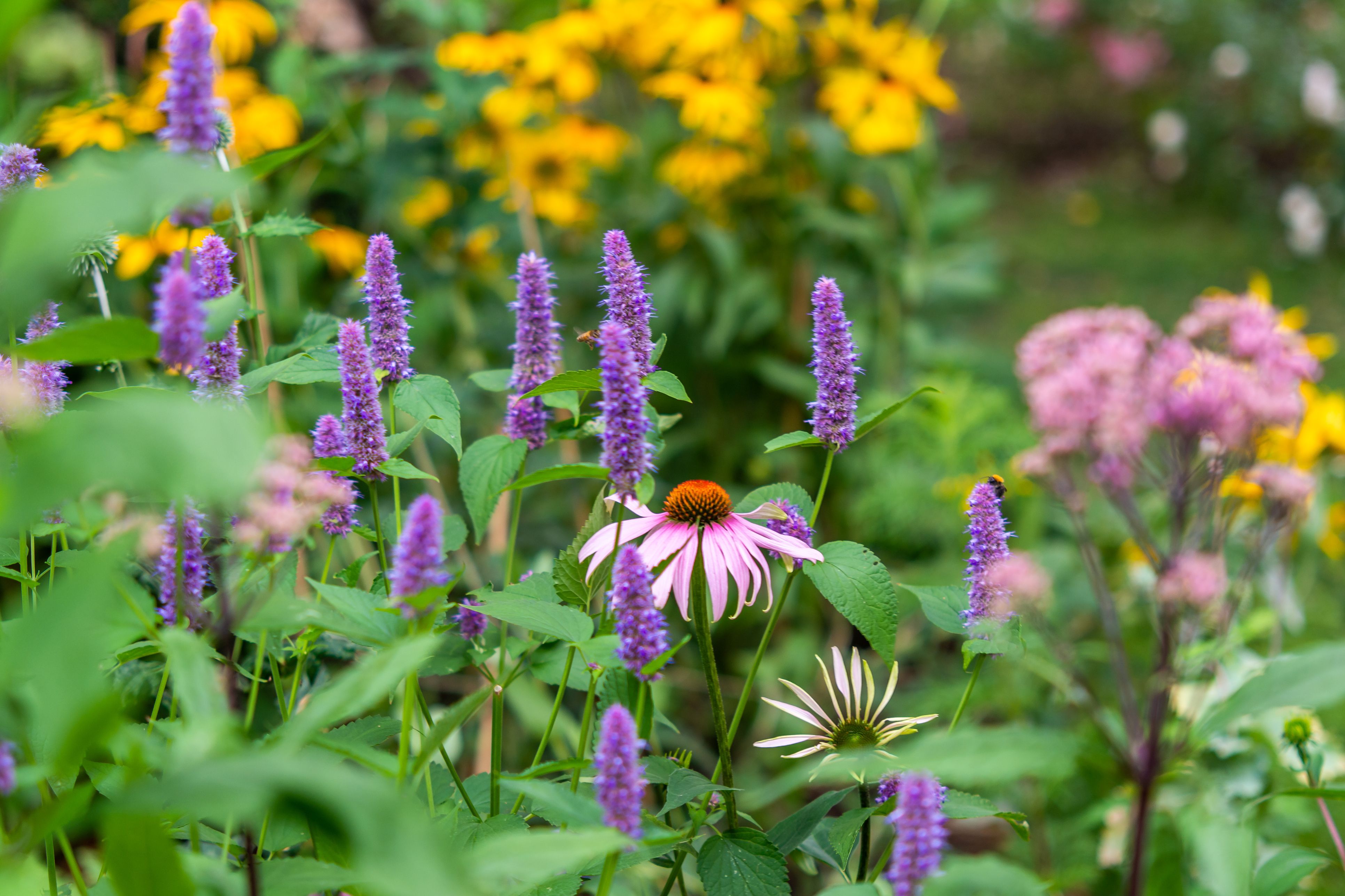 Permaculture garden on small plot of land