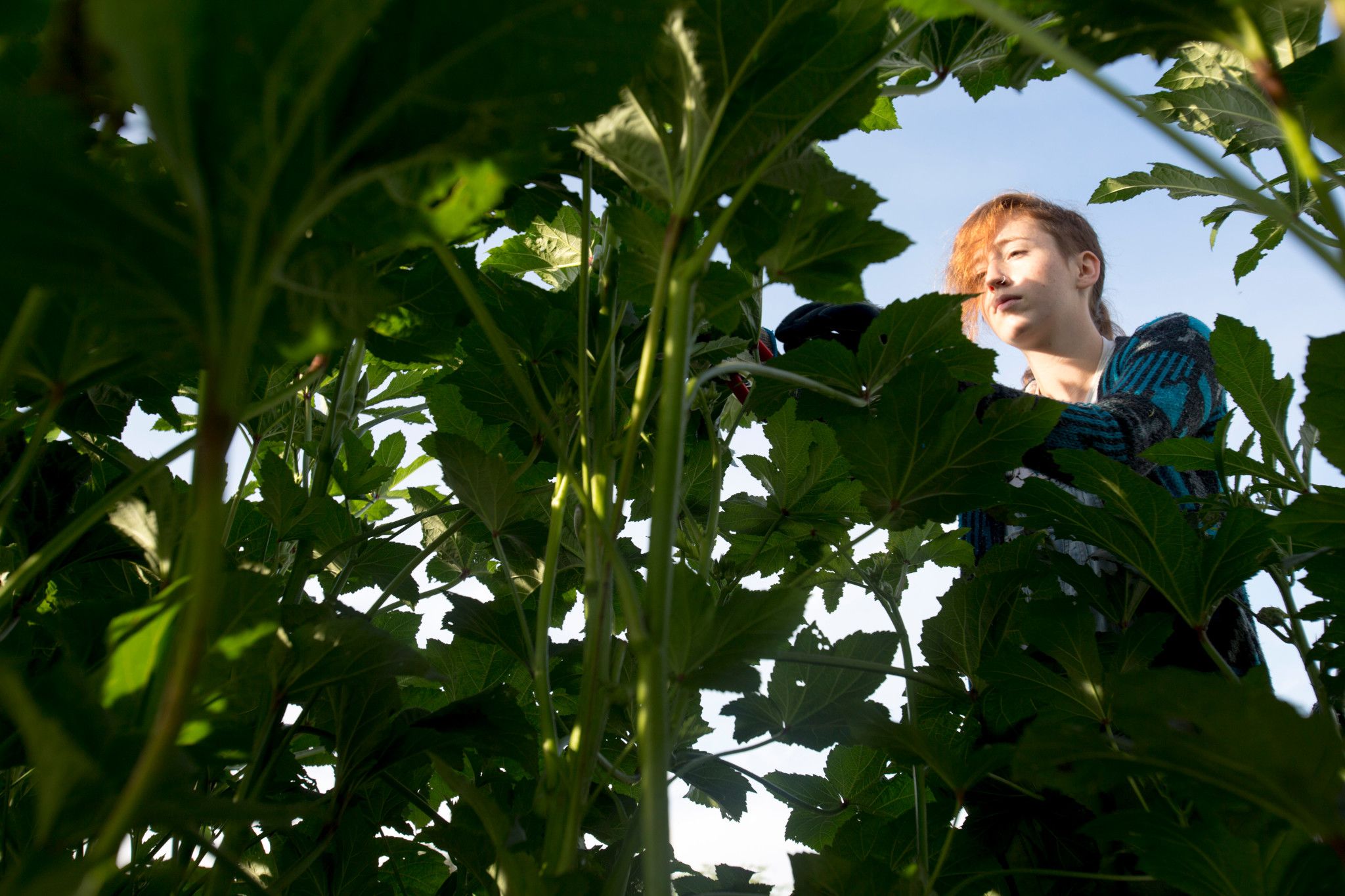 Campus Kitchen student harvests crops in UGArden