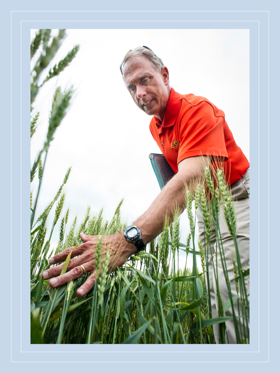Man touches wheat in field