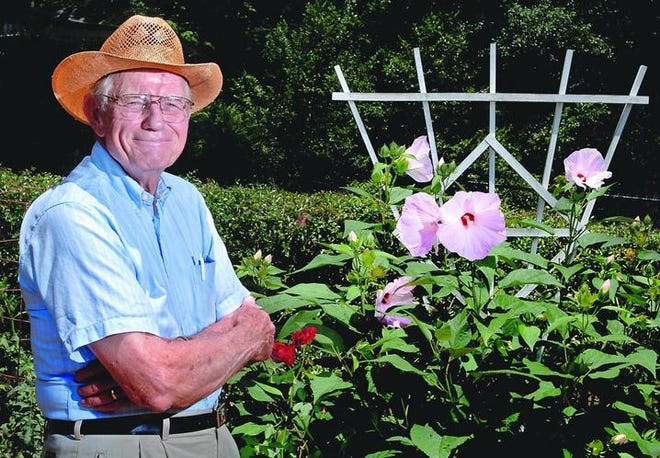 Man in straw hat stands next to pink hibiscus blooms