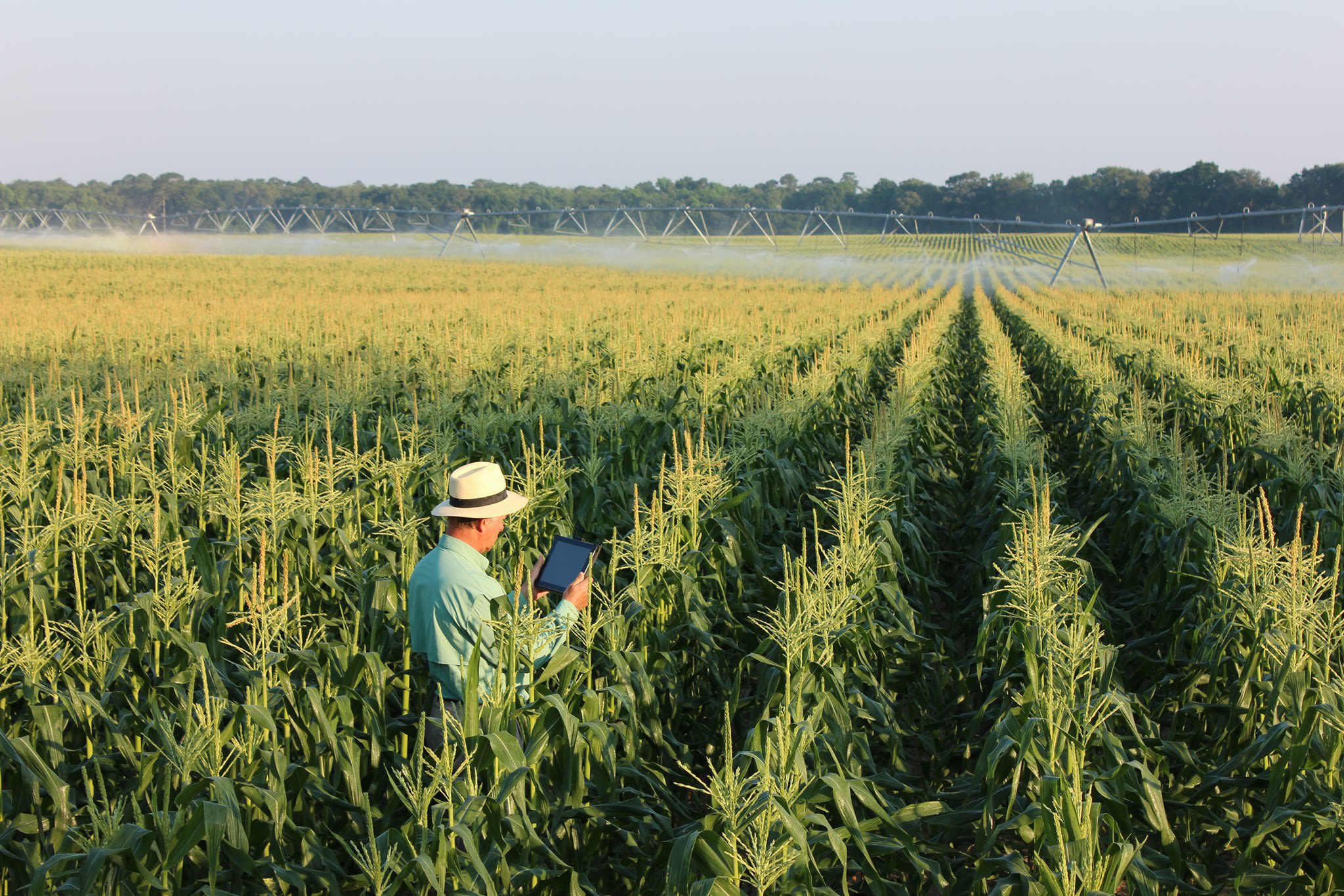 Farmer looks at a tablet in a corn field.