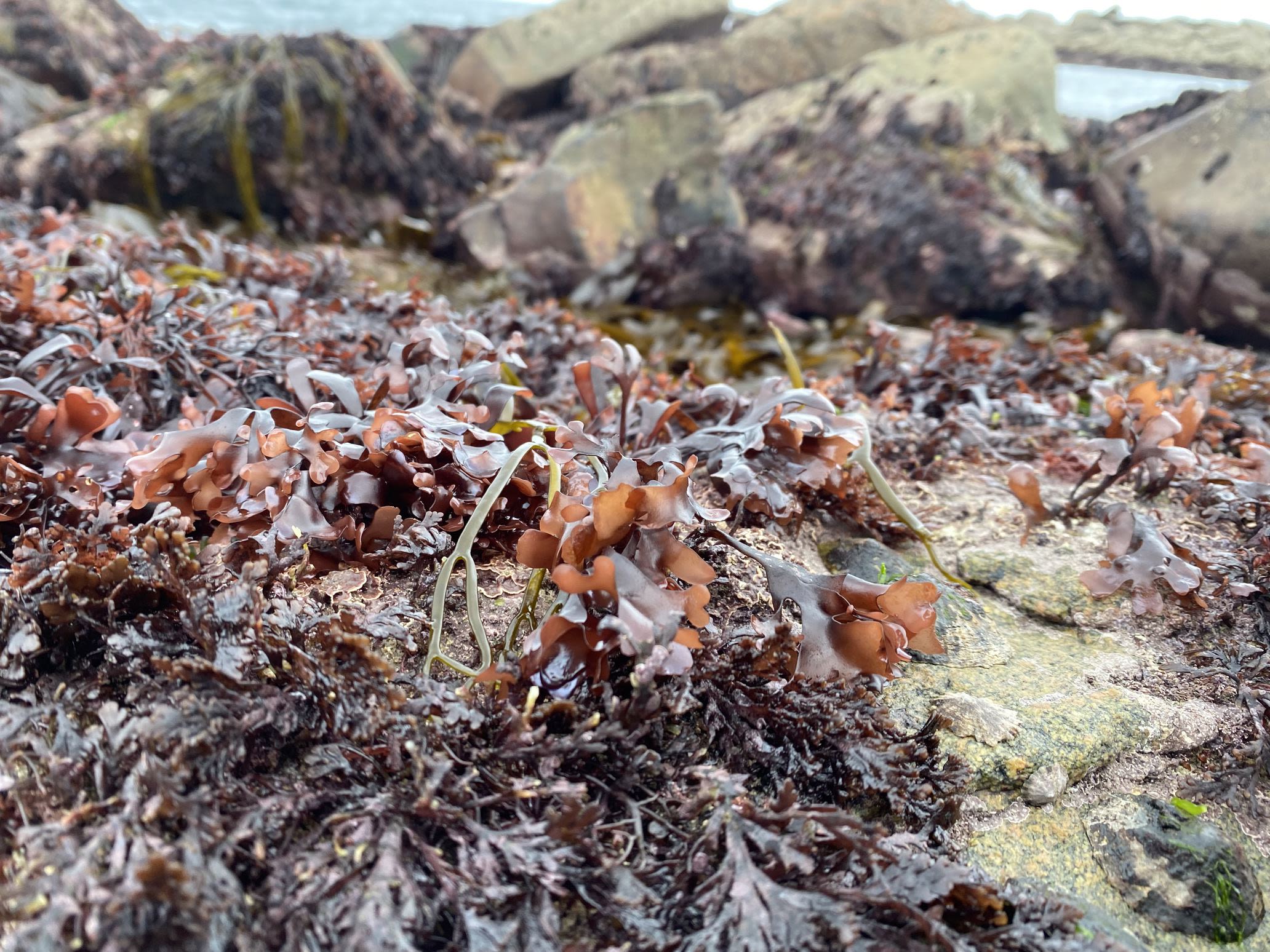 Seaweed on the shore of the Brittany coast of France