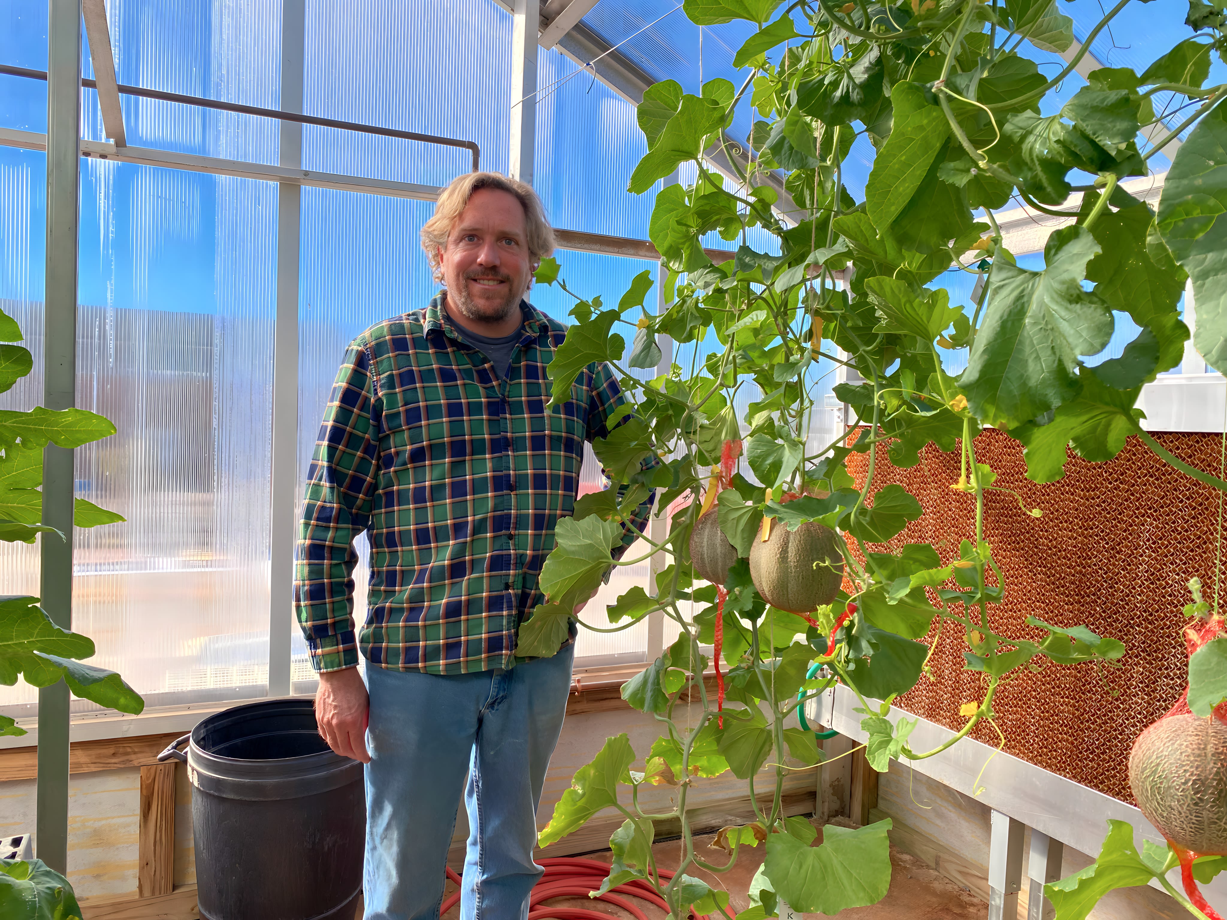 Ogden stands with his melons growing vertically in the greenhouse