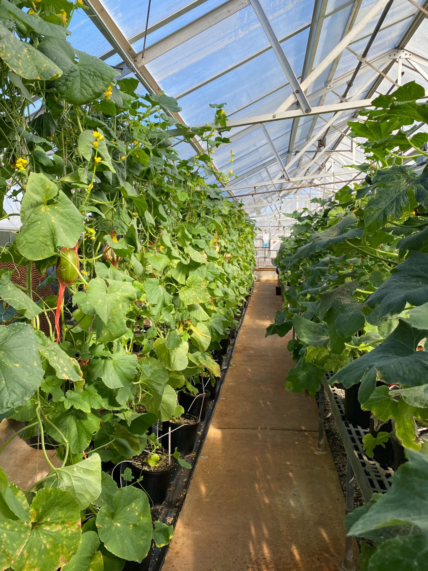 An aisle in Andrew Ogden's greenhouse at UGA-Griffin
