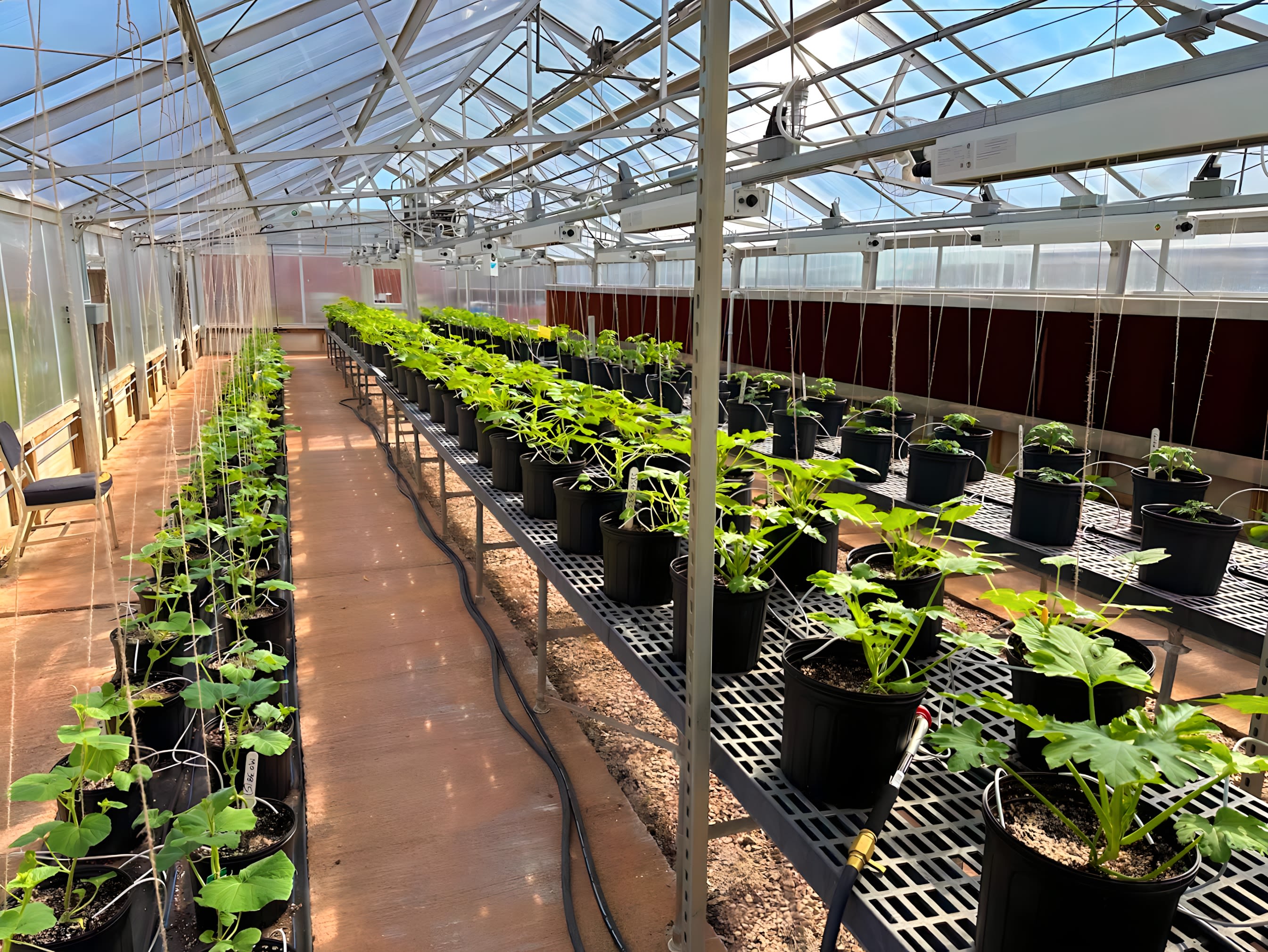 Vertical trellises offer each greenhouse plant support