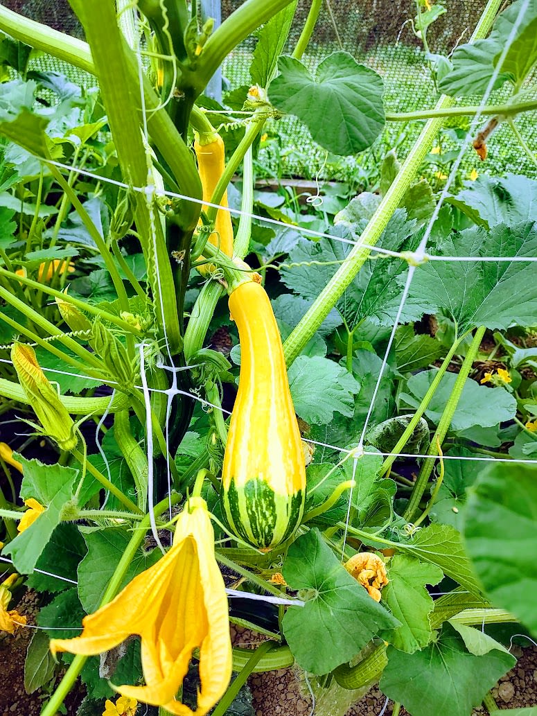 Squash growing in netting in greenhouse