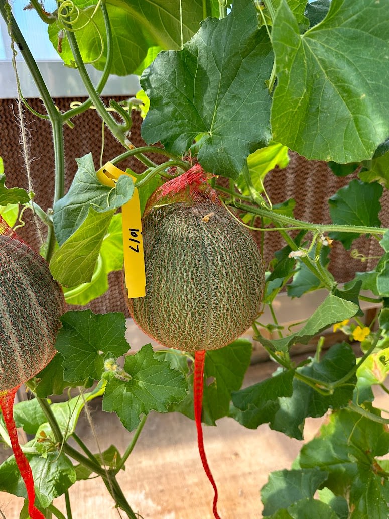 A melon, growing vertically inside plastic mesh, in the greenhouse