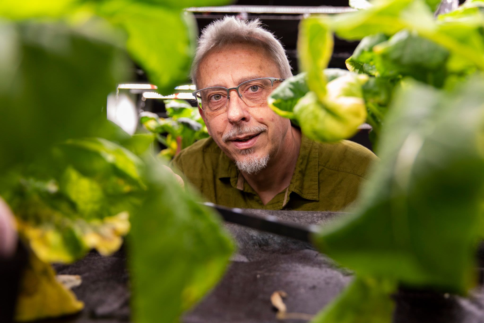 Marc van Iersel looks through plants growing in his greenhouse