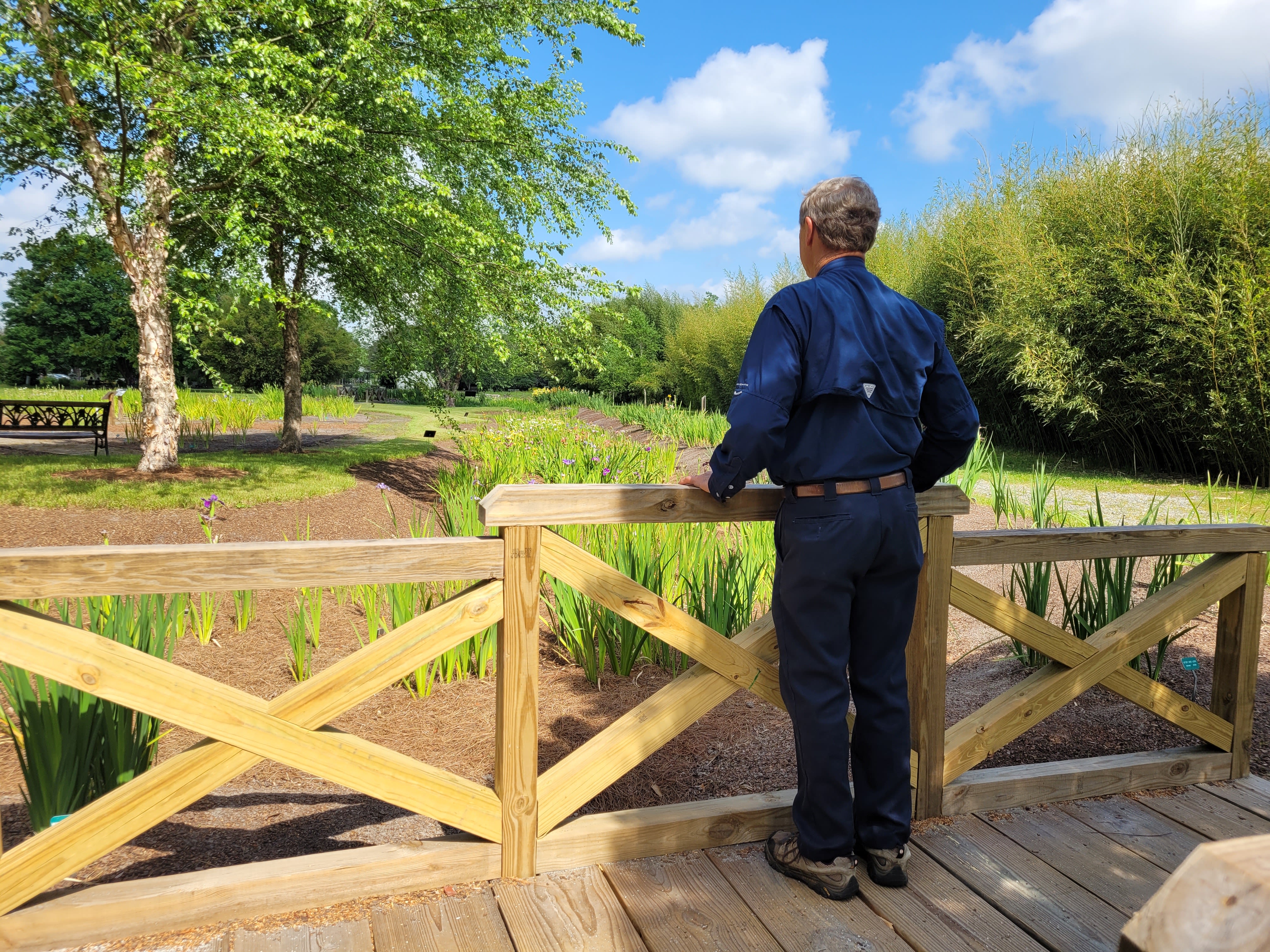 Man looks out at an iris exhibit from a wooden bridge