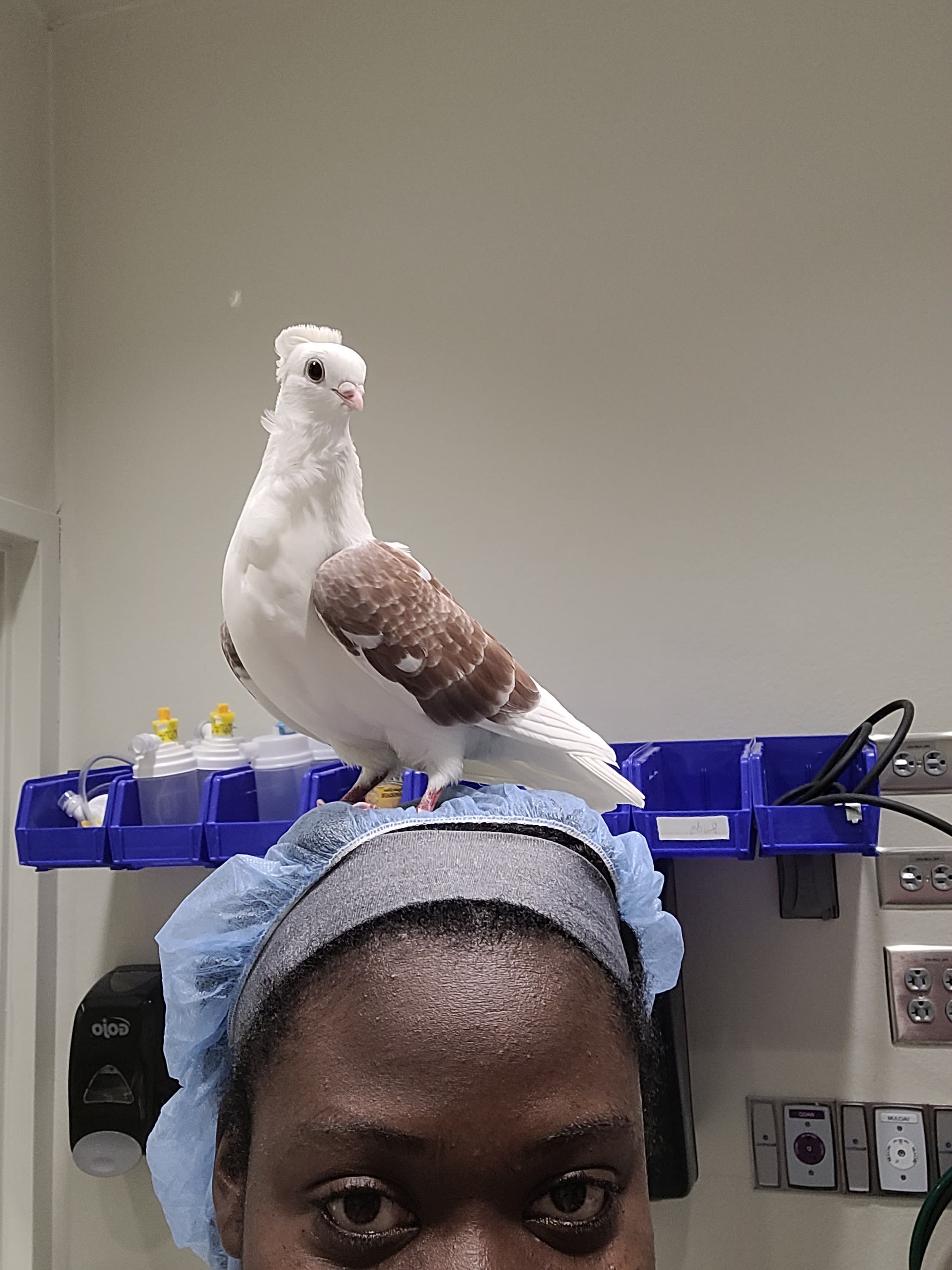 Ashley Lynch with a bird on her head in the lab