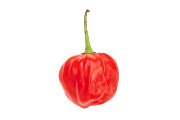 An isolated scotch bonnet pepper