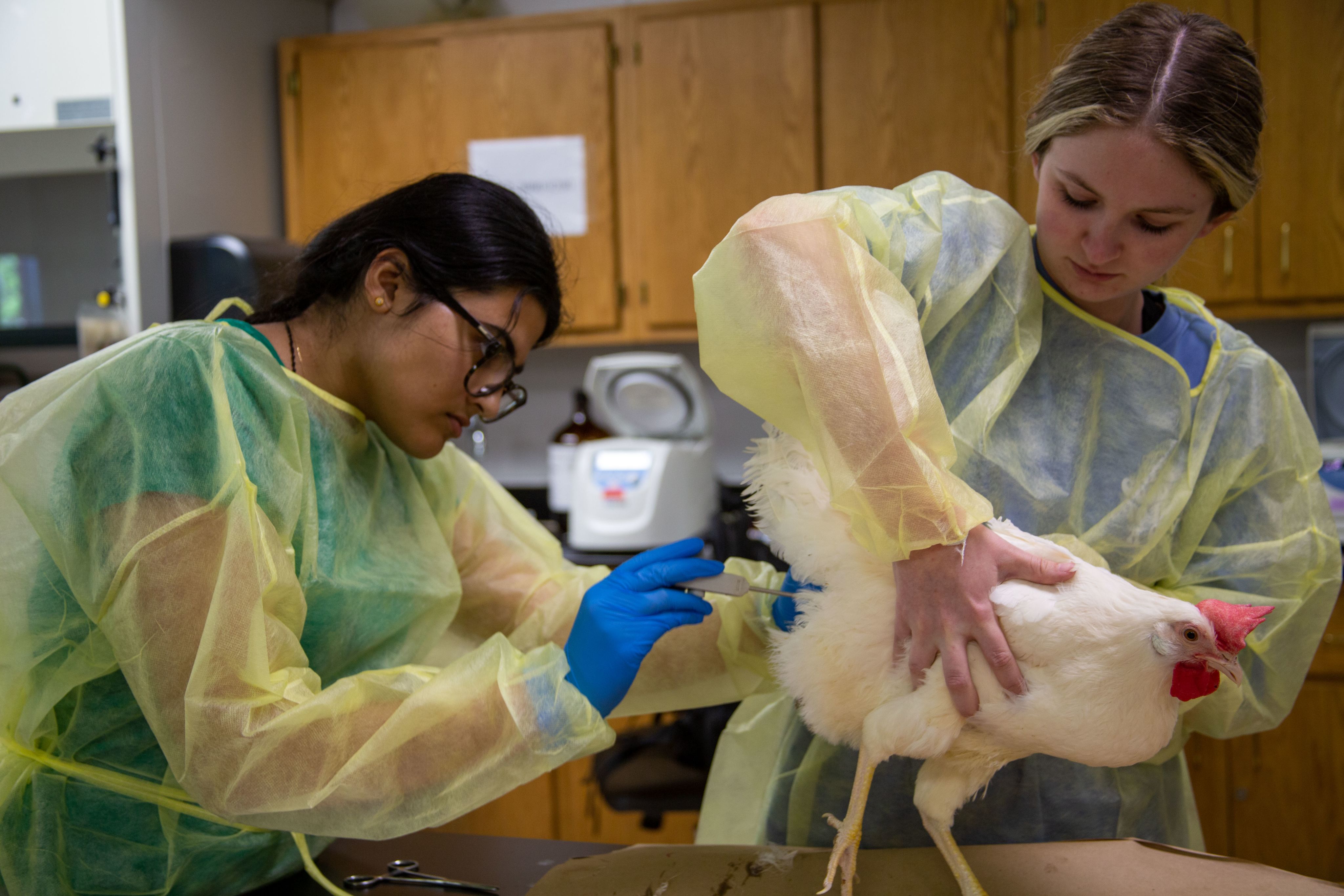 Two students work to take the temperature of the chicken as part of the pre-operation routine