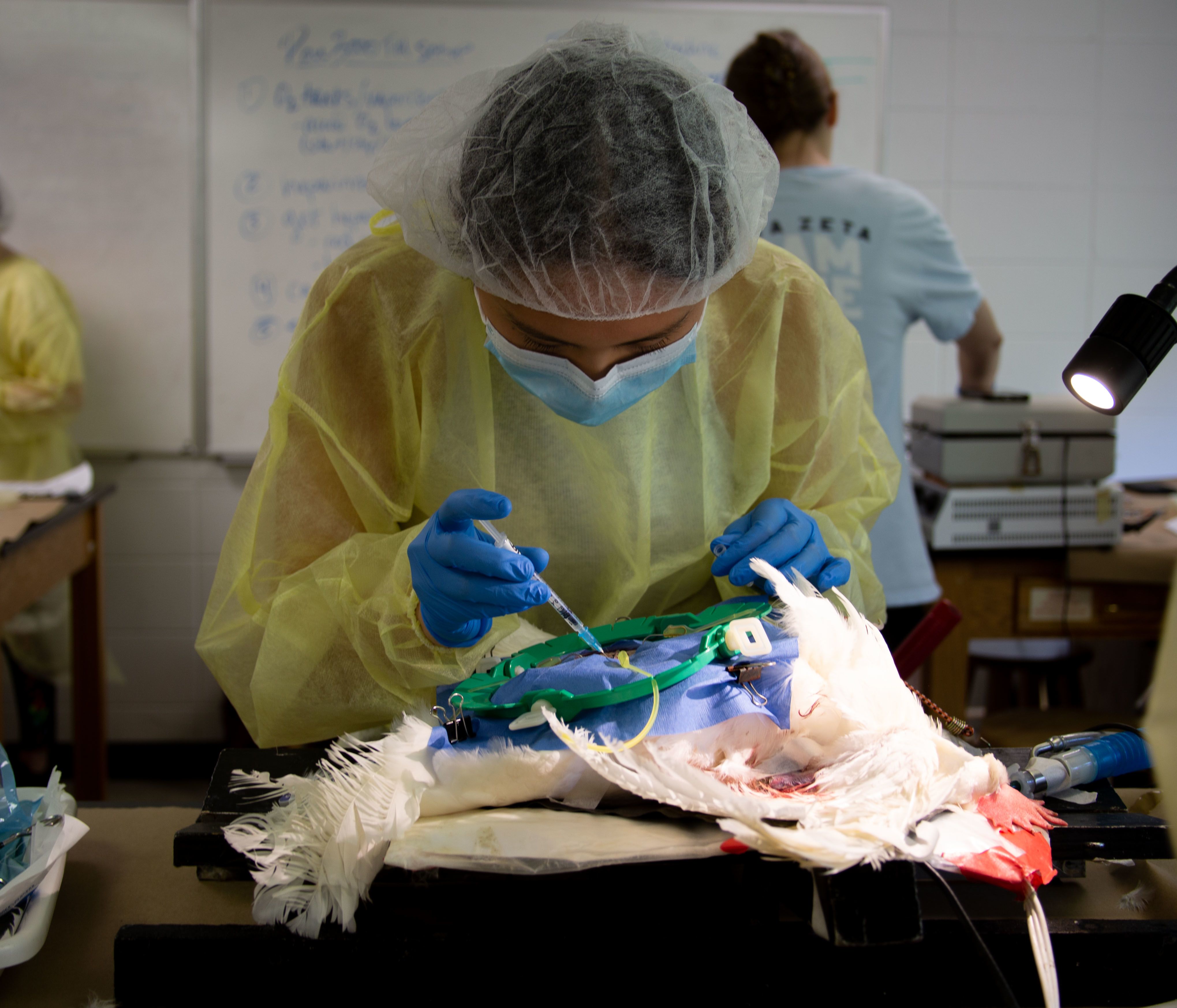 A student delivers an injection to the surgical site of the chicken