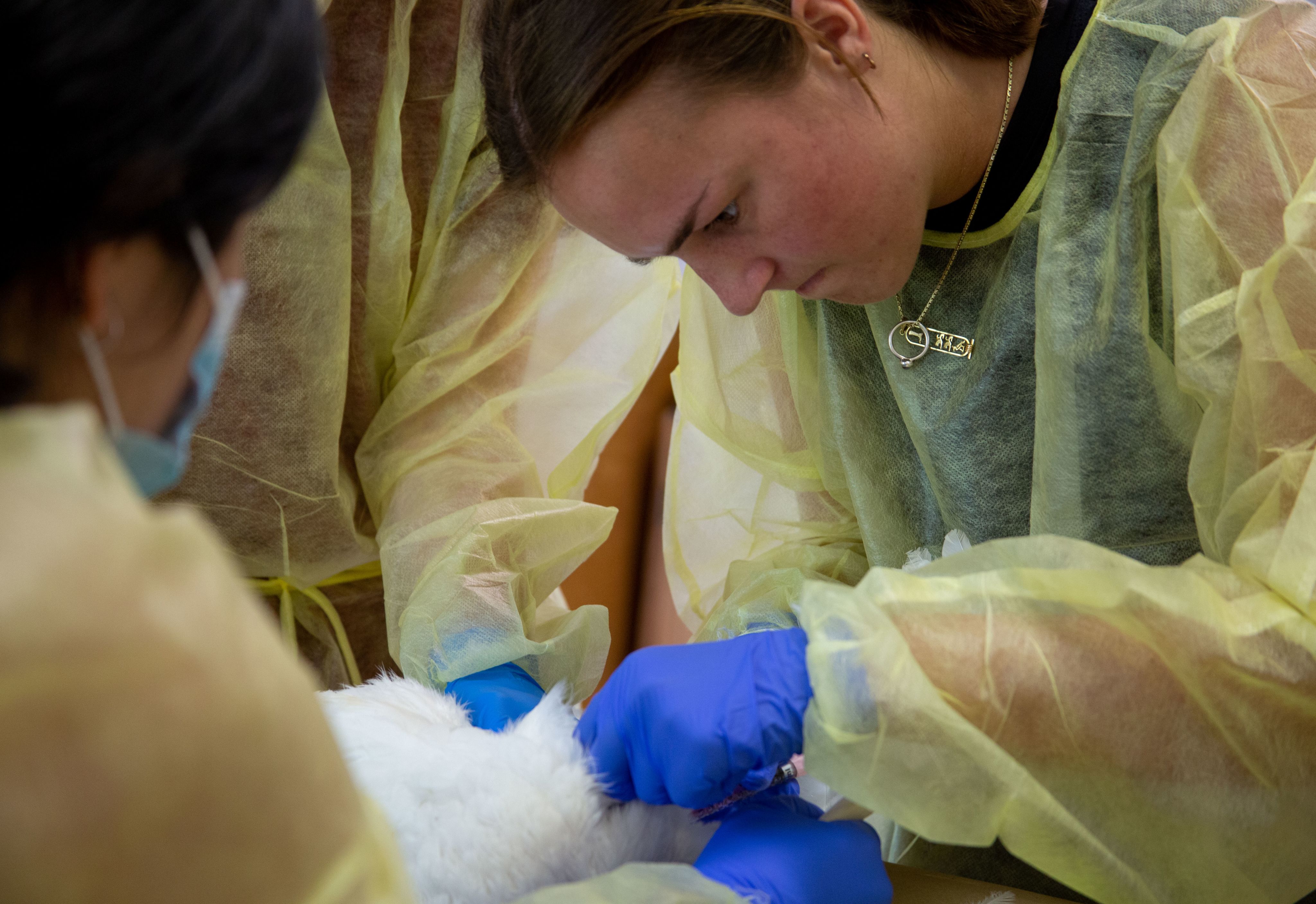 A student gives an injection to a chicken