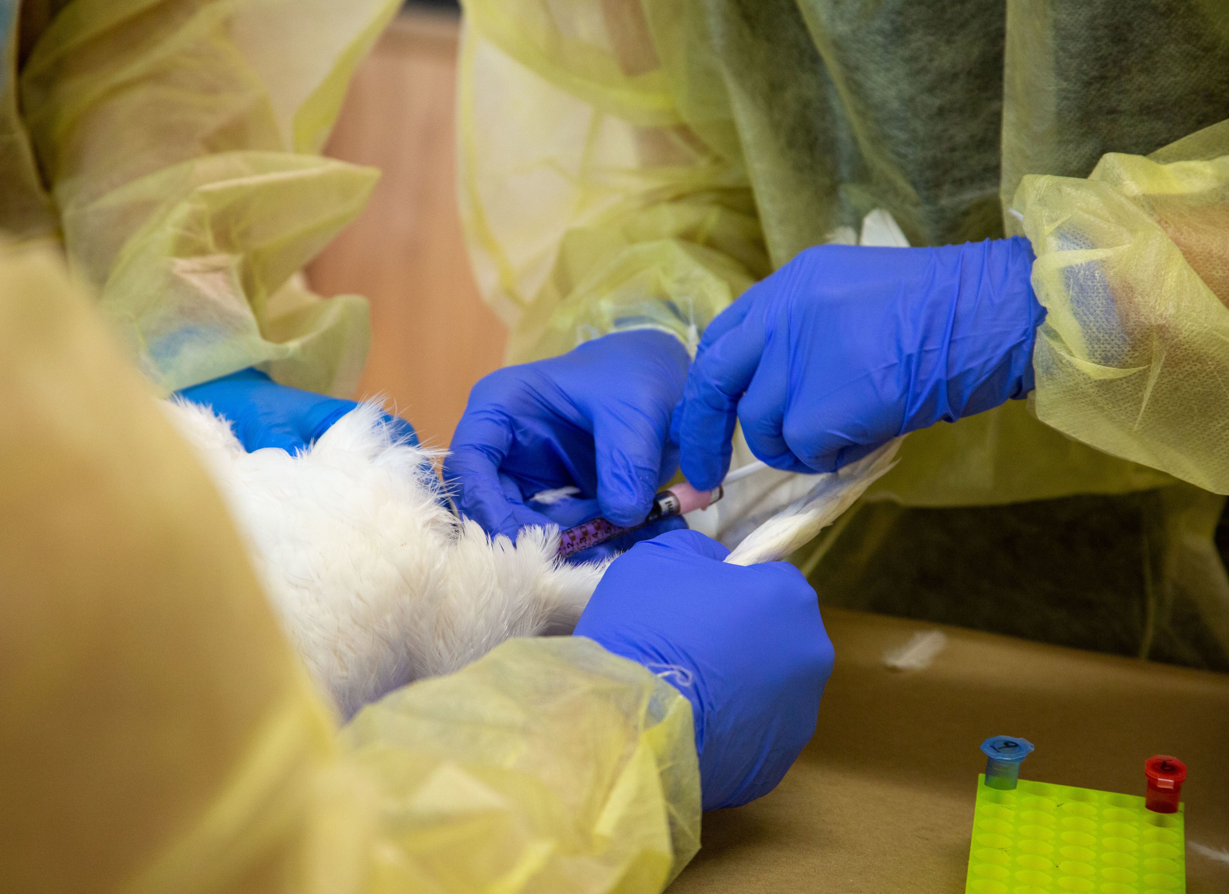 A student injects the chicken with a syringe