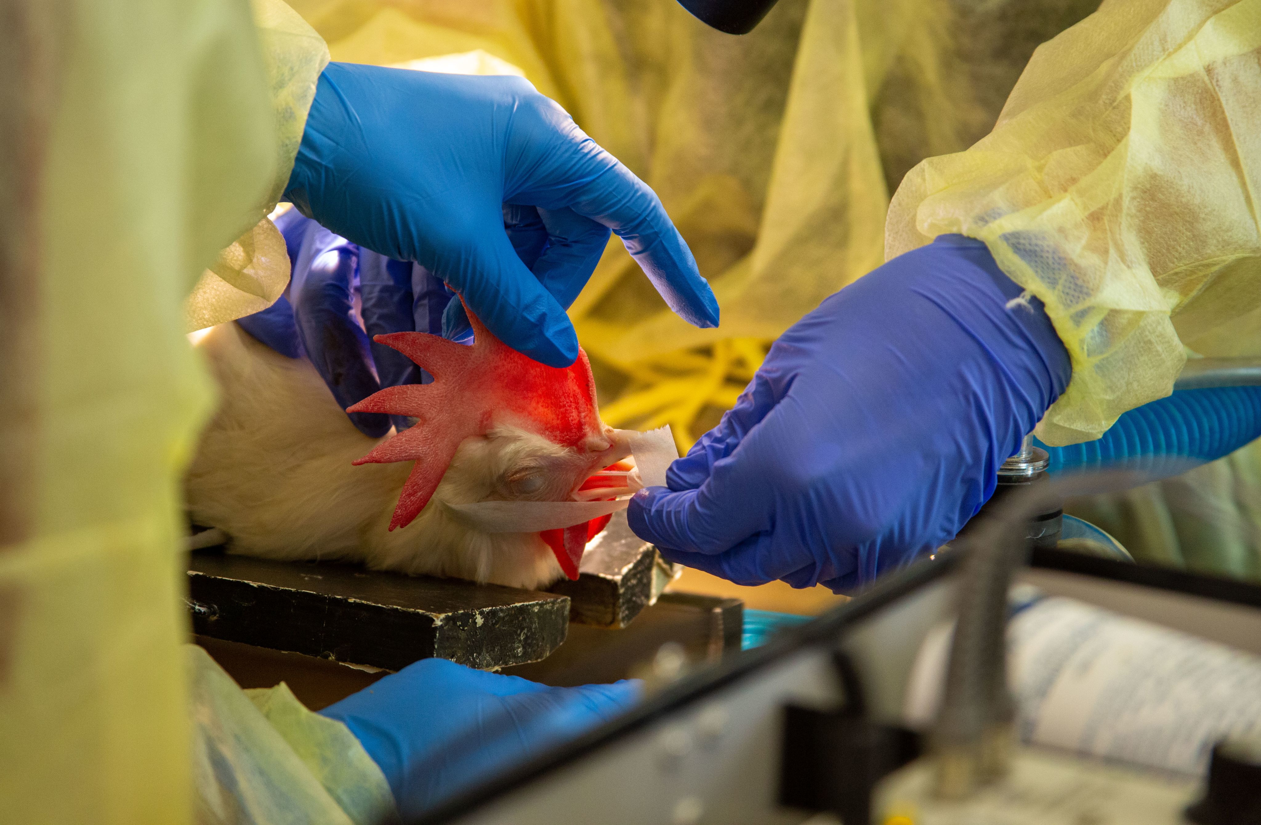 A student sets up the tube that will deliver the anesthesia to the chicken during the operation. 