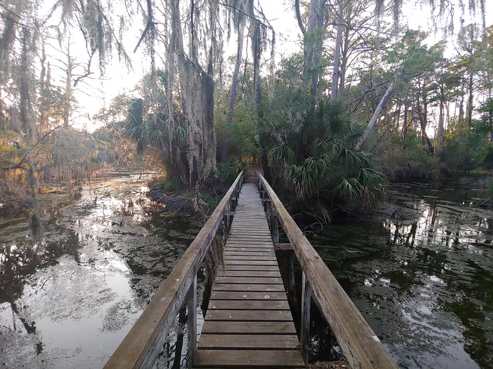 A narrow wooden deck across a marshland