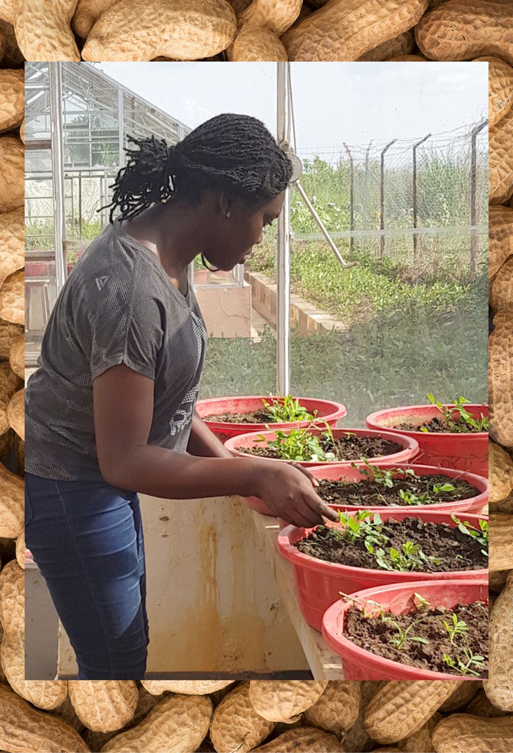 Essandoh works with container plants in a greenhouse
