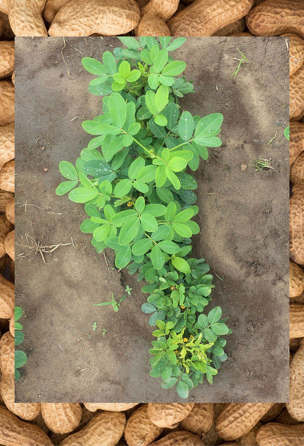 Peanuts showing symptoms of groundnut rosette disease