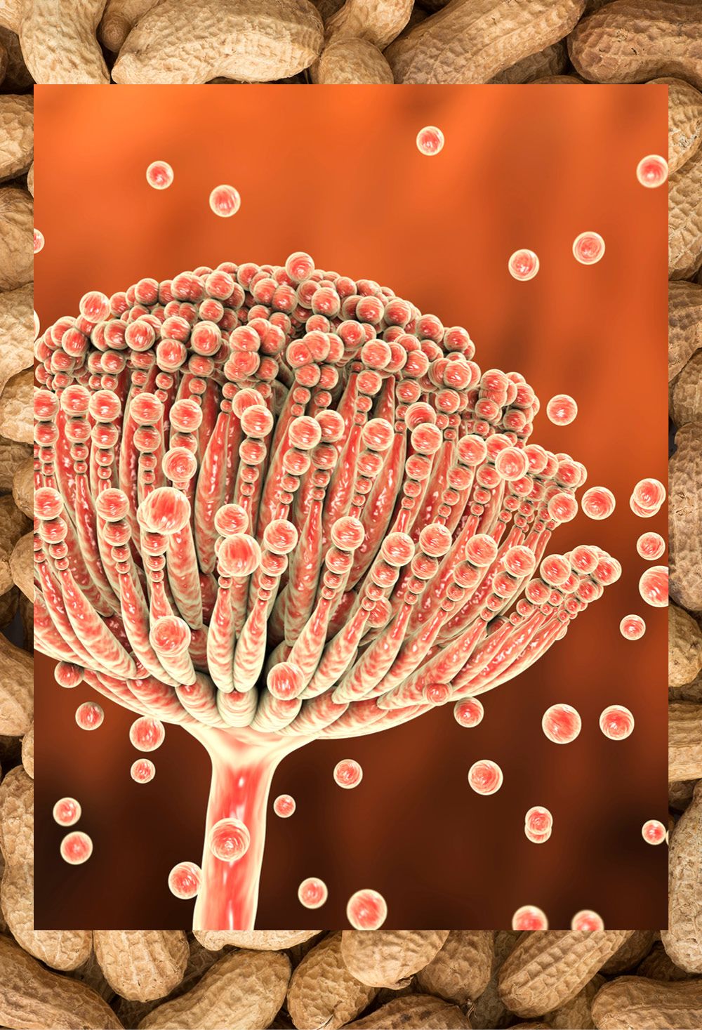 A macro image of the Aspergillus fungus