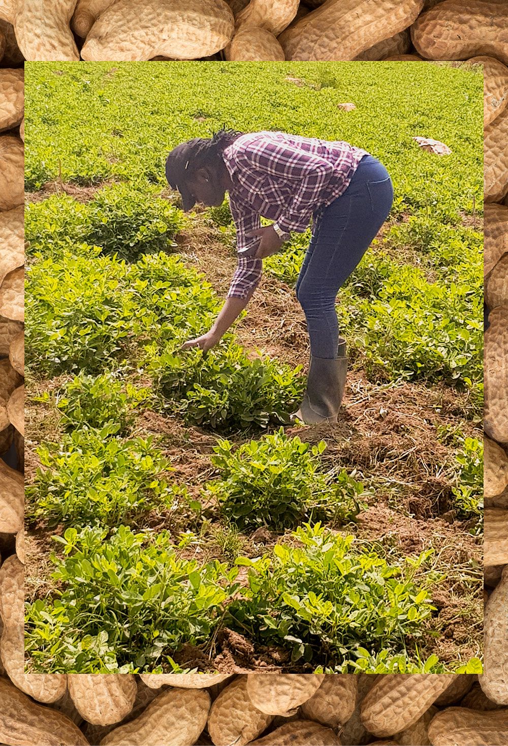 Essandoh bends over to look at peanut plants growing in the field
