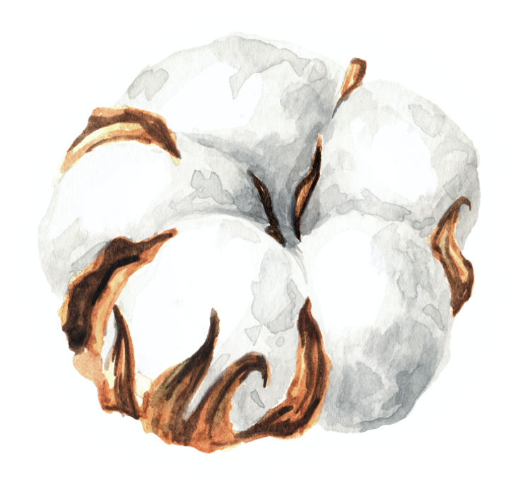 Illustration of an isolated cotton boll