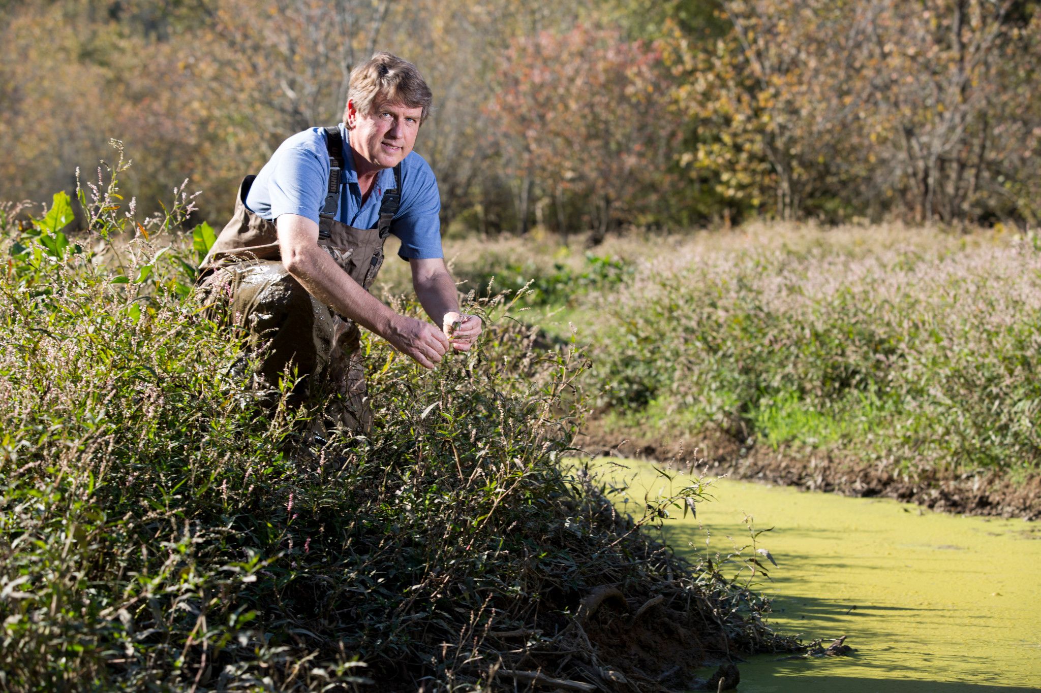 Environmental portrait of Darold Batzer in full color, kneeling next to a wetland while wearing waders.