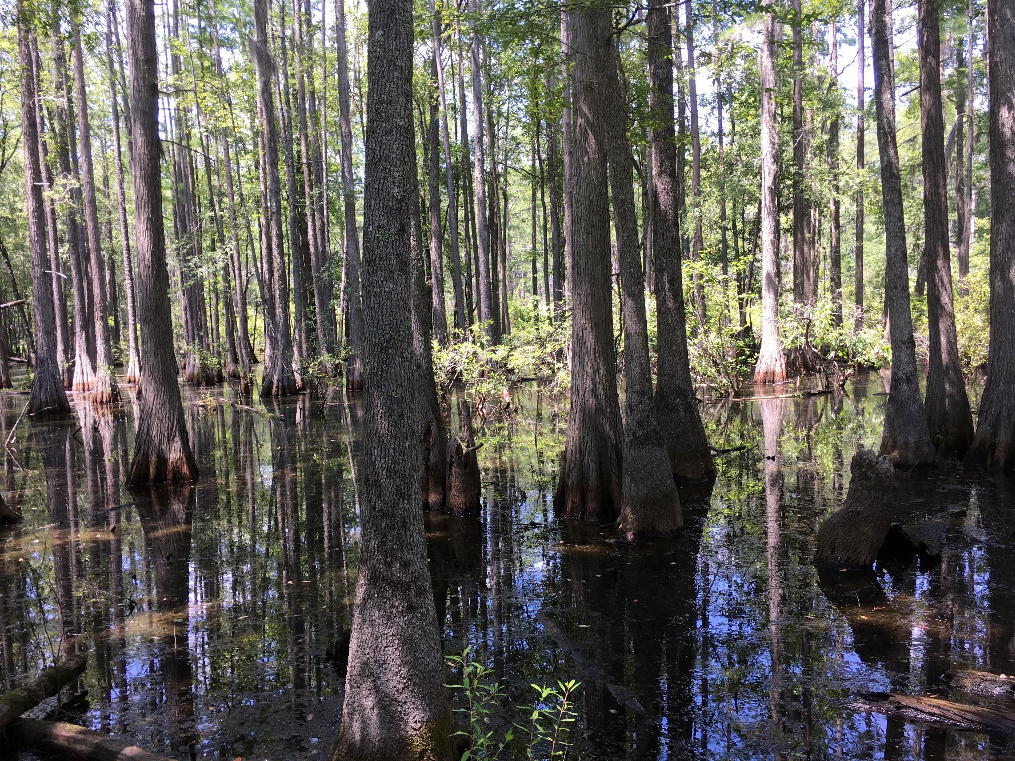 Trees grow up through the water in Carolina Bay