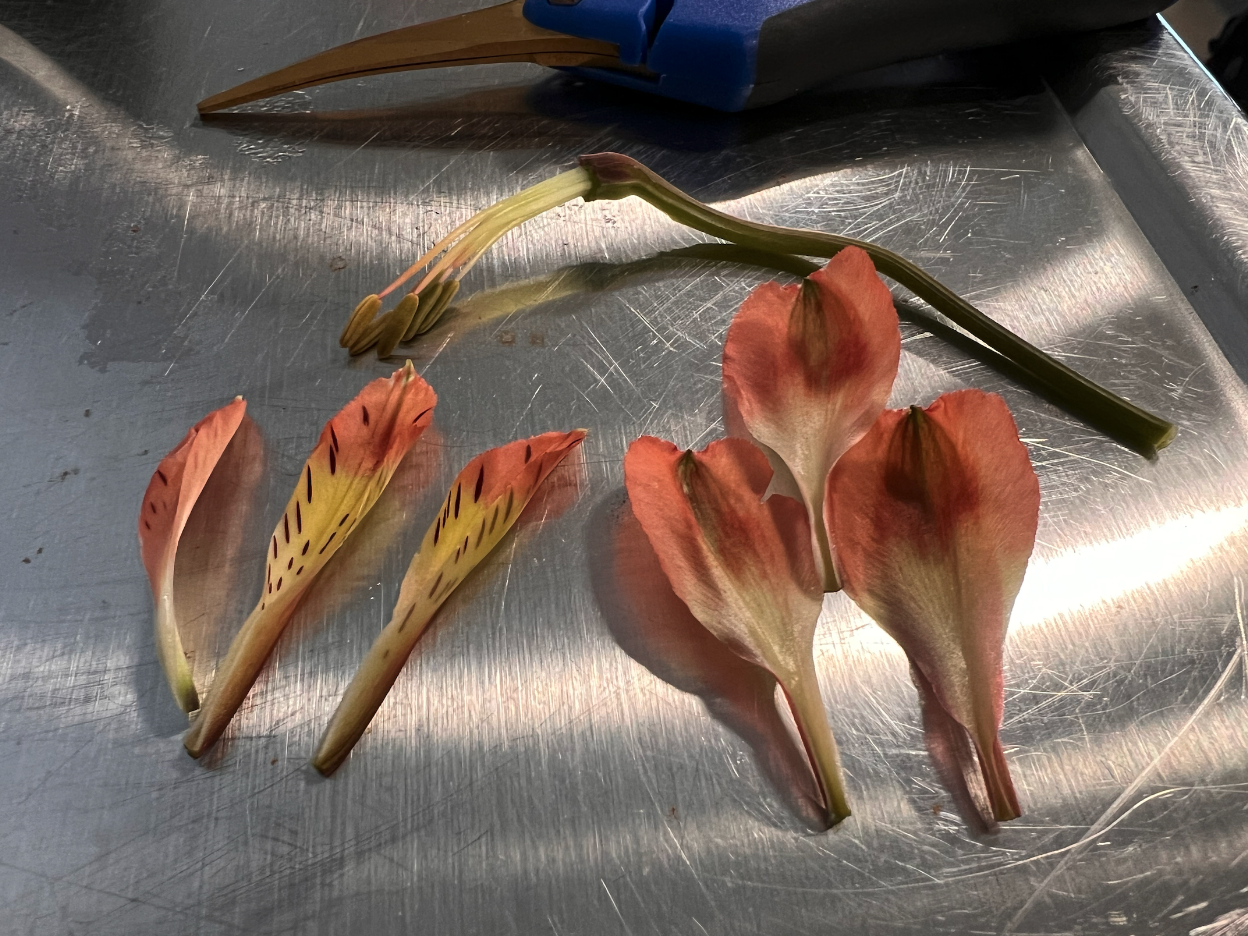 Dissected flower petals and stem sit next to shears on a steel table.